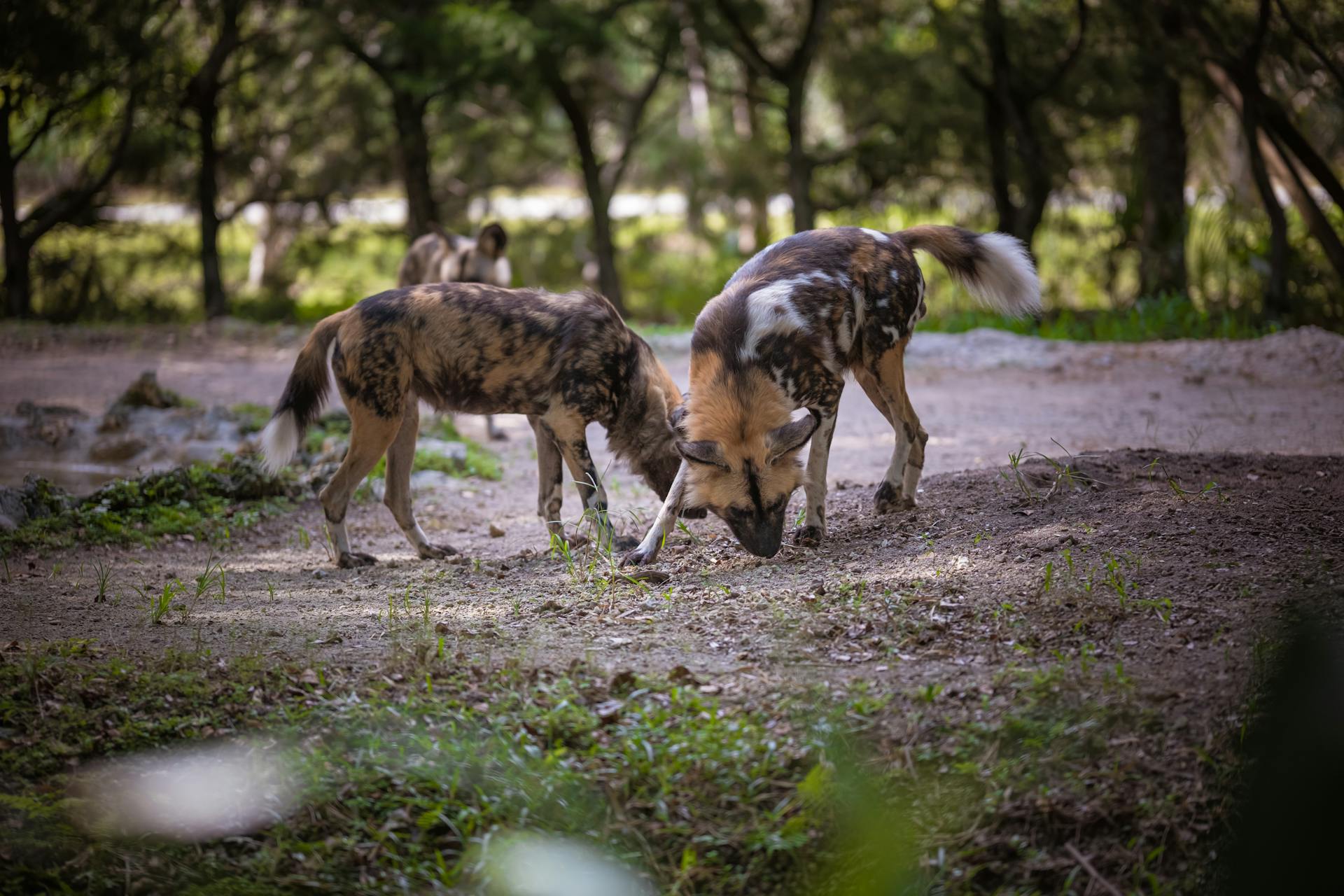 Two African wild dogs foraging in a forest setting during daylight.