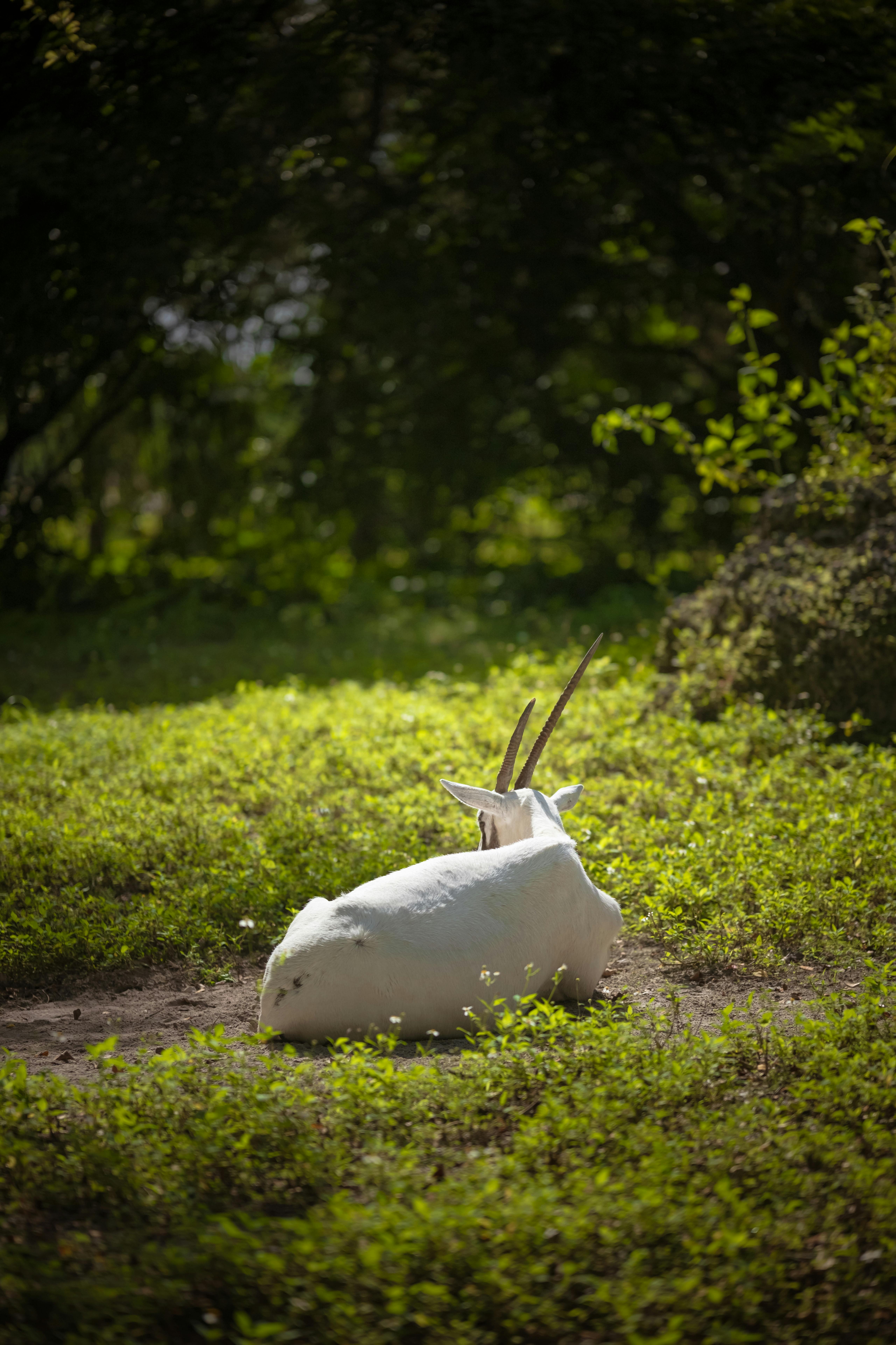 grátis Um antílope adax solitário descansando em um prado verdejante sob luz natural do sol. Foto profissional