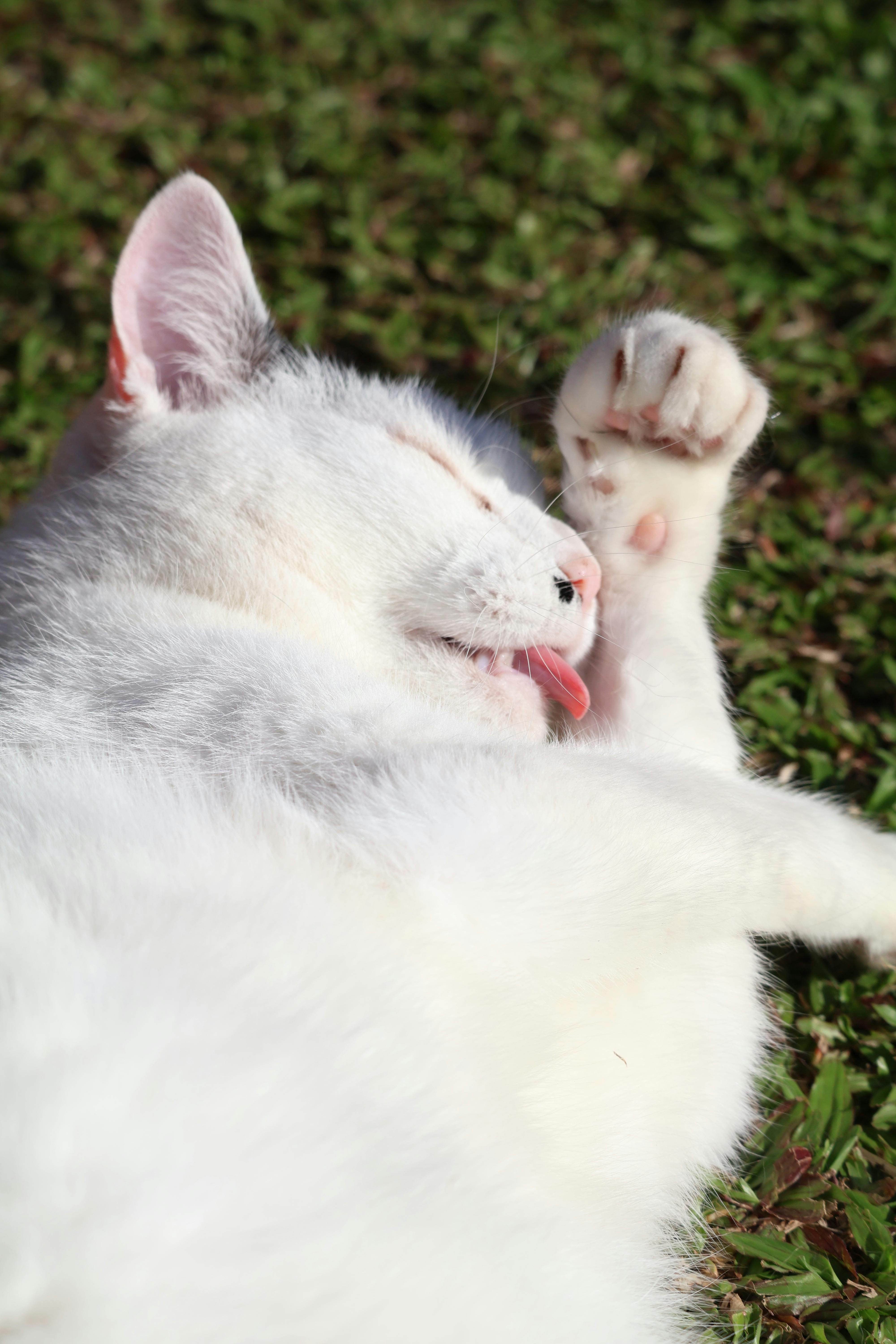 relaxed white cat lounging on grass