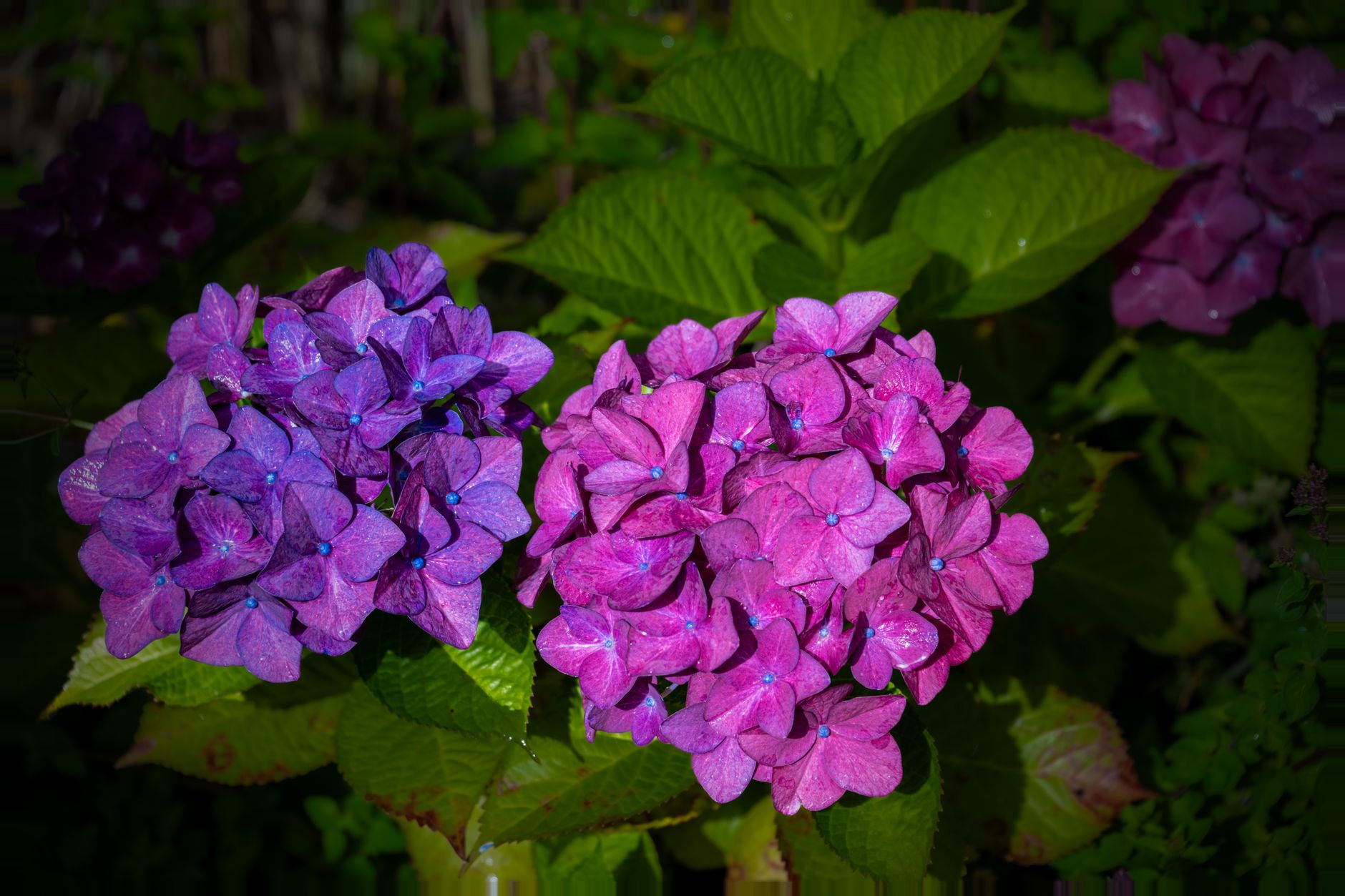 Vibrant Pink and Purple Hydrangea Close-up