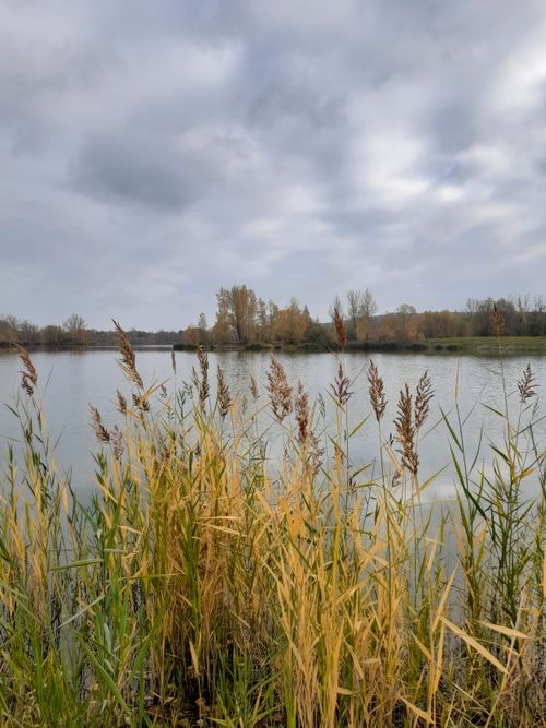 Free Tranquil autumn lake view with tall grass and cloudy sky, perfect for nature-themed projects. Stock Photo