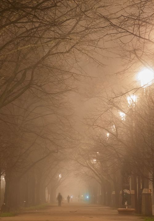Free Mysterious foggy street scene with bare trees and streetlights. Stock Photo