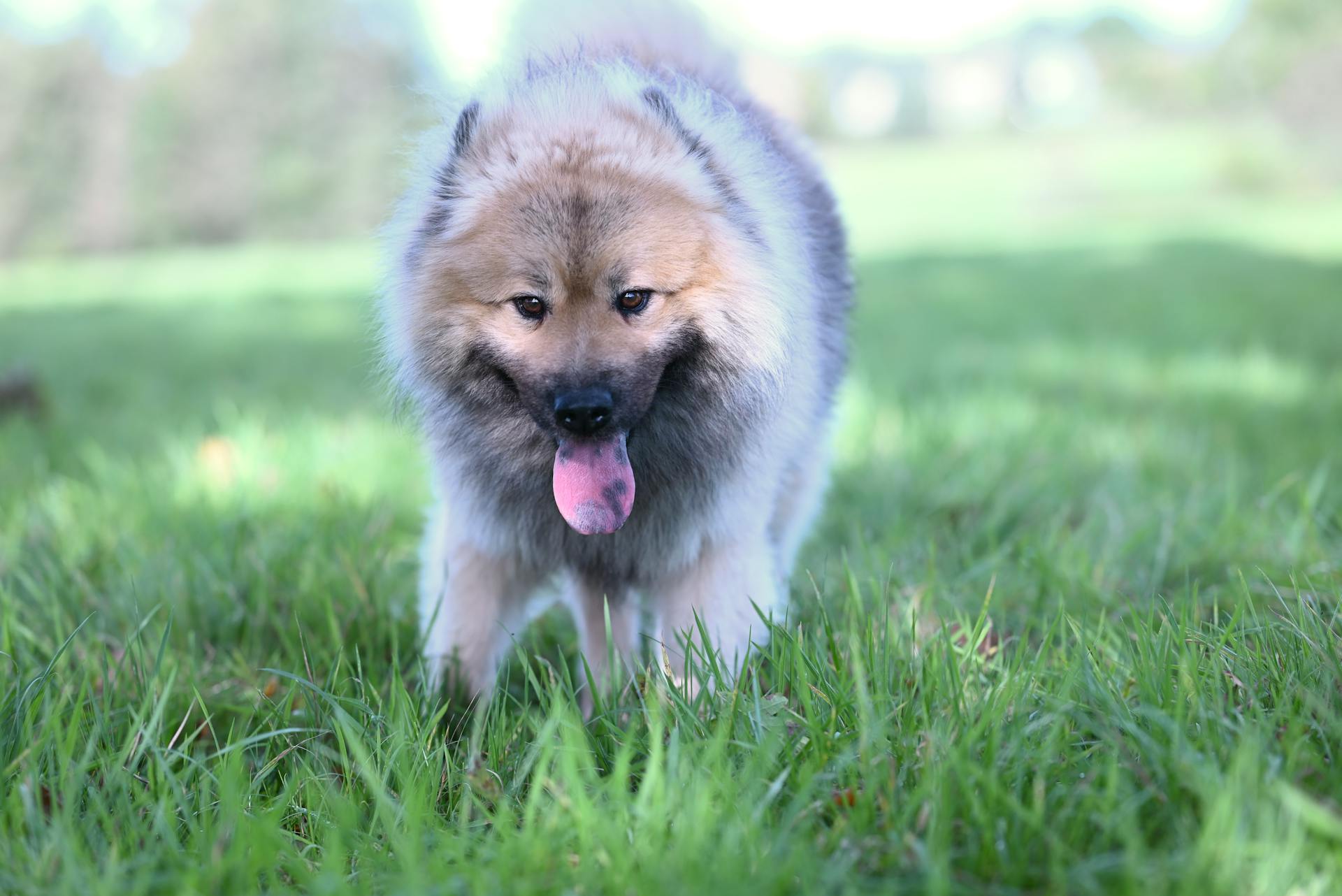 Un adorable chien Eurasier en peluche se promène dans un parc ensoleillé, montrant son côté ludique.