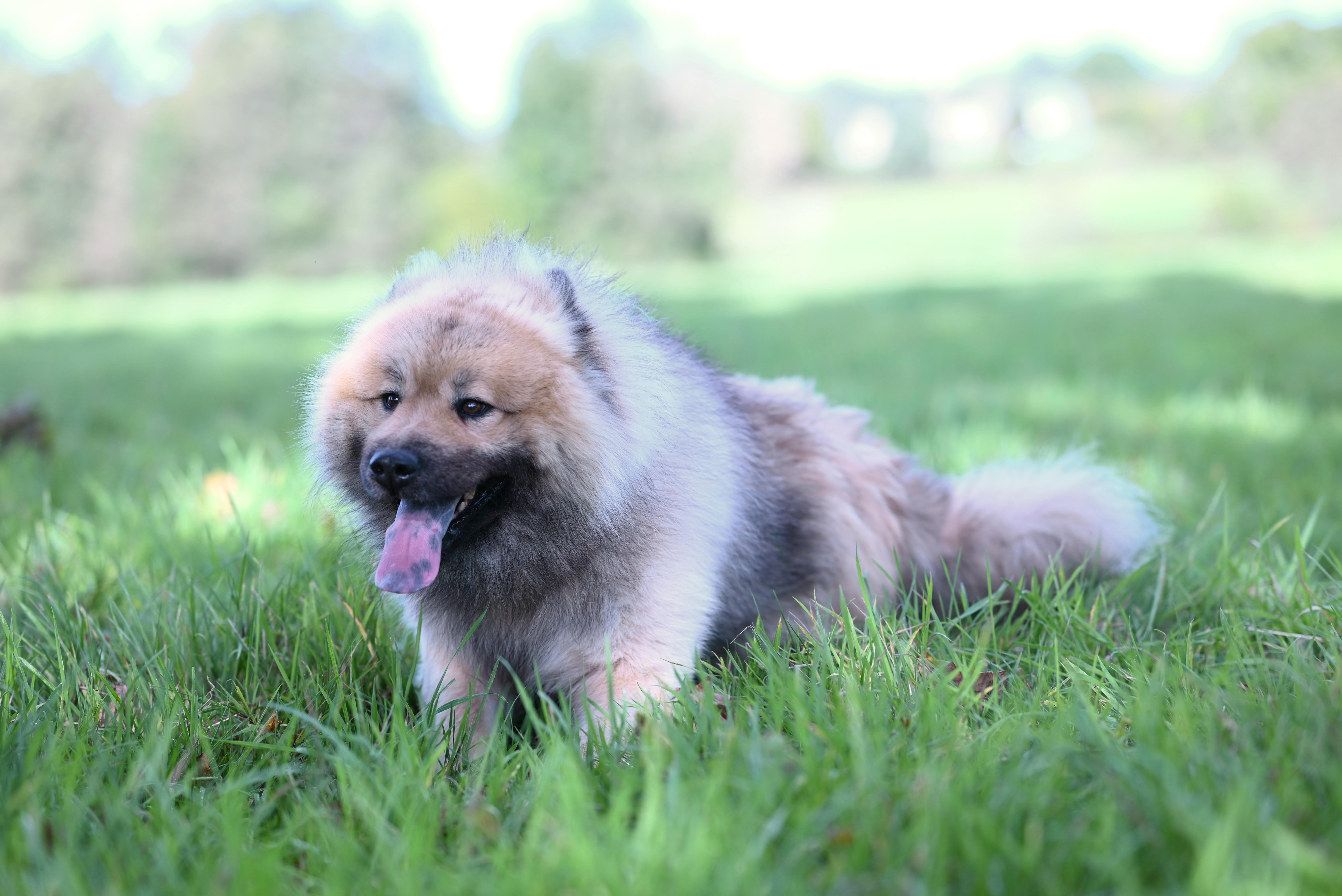 A fluffy Chow Chow dog lying on grass in a sunny park.