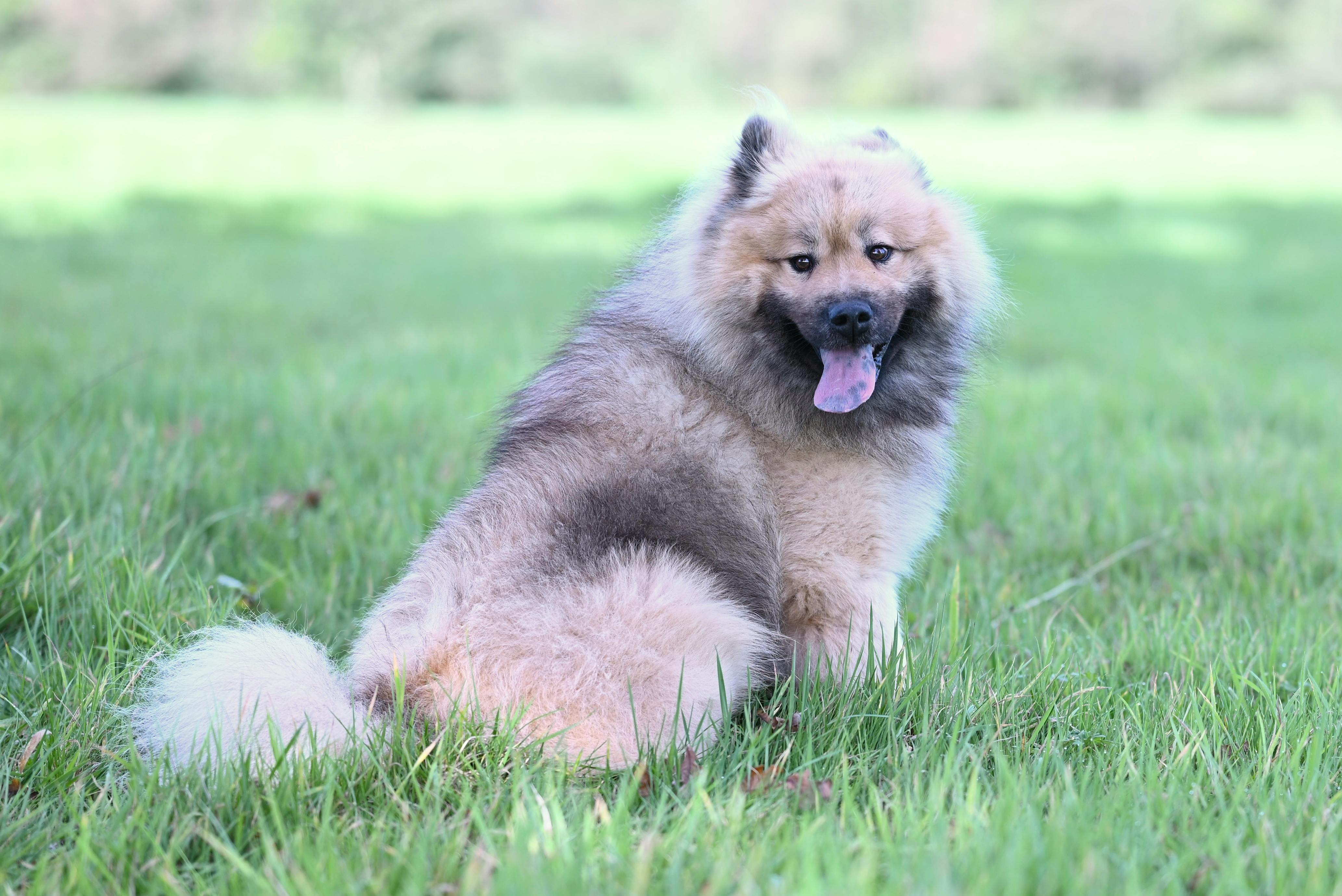 Red Merle Chow Chow: Breed Characteristics, Care, and Health