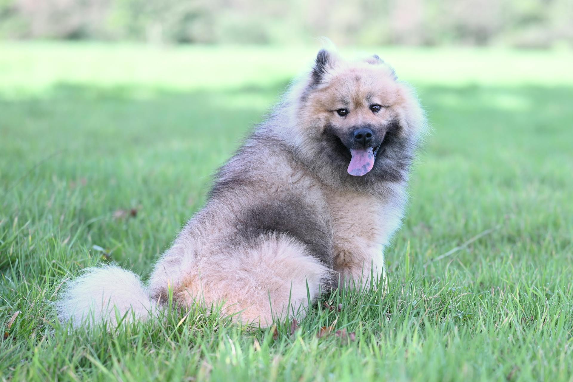 Un chien Chow Chow pelucheux assis sur l'herbe verte luxuriante, regardant le contenu à l'extérieur dans un parc ensoleillé.