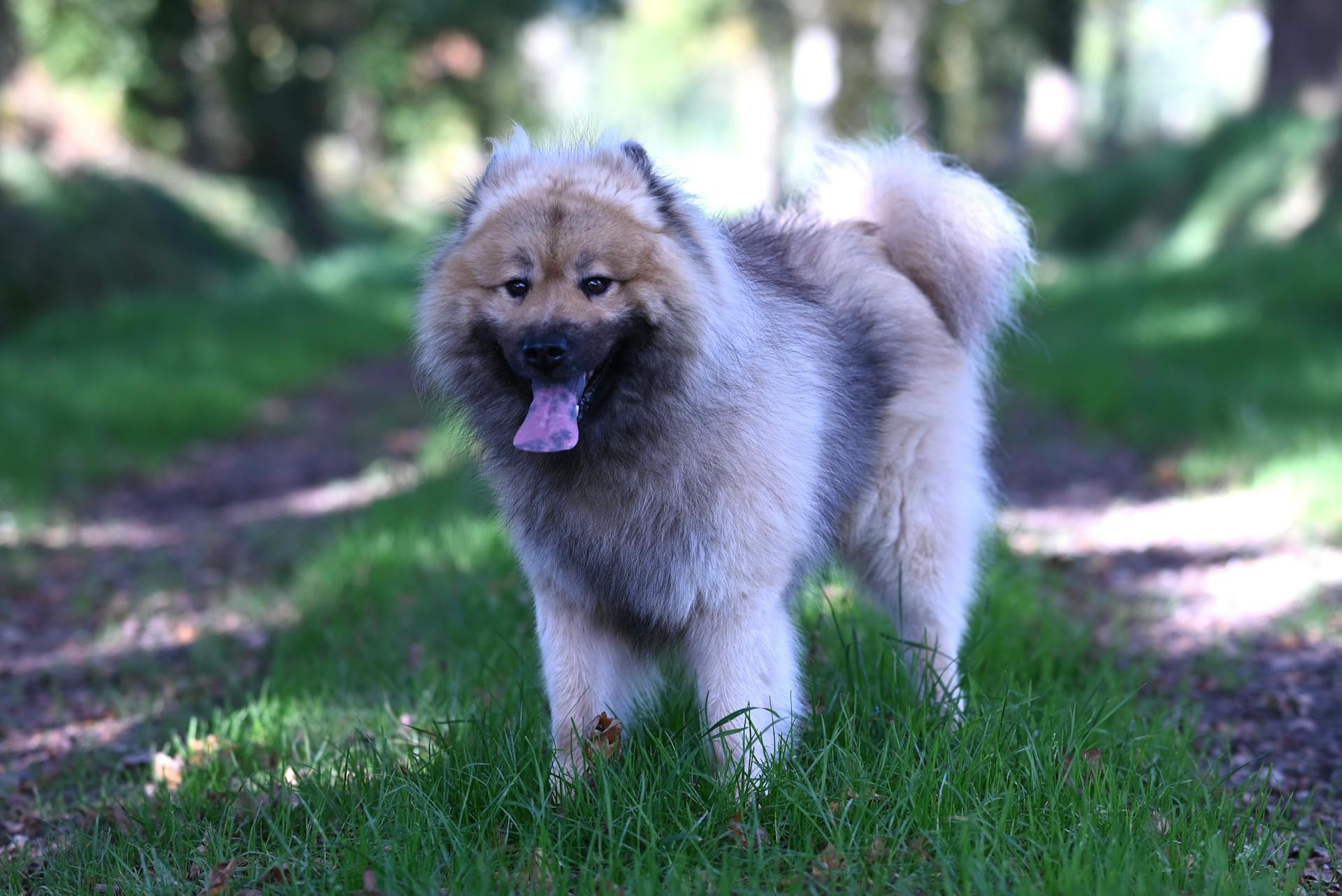 A fluffy Eurasier dog with a pink tongue stands on a forest trail on a sunny day.