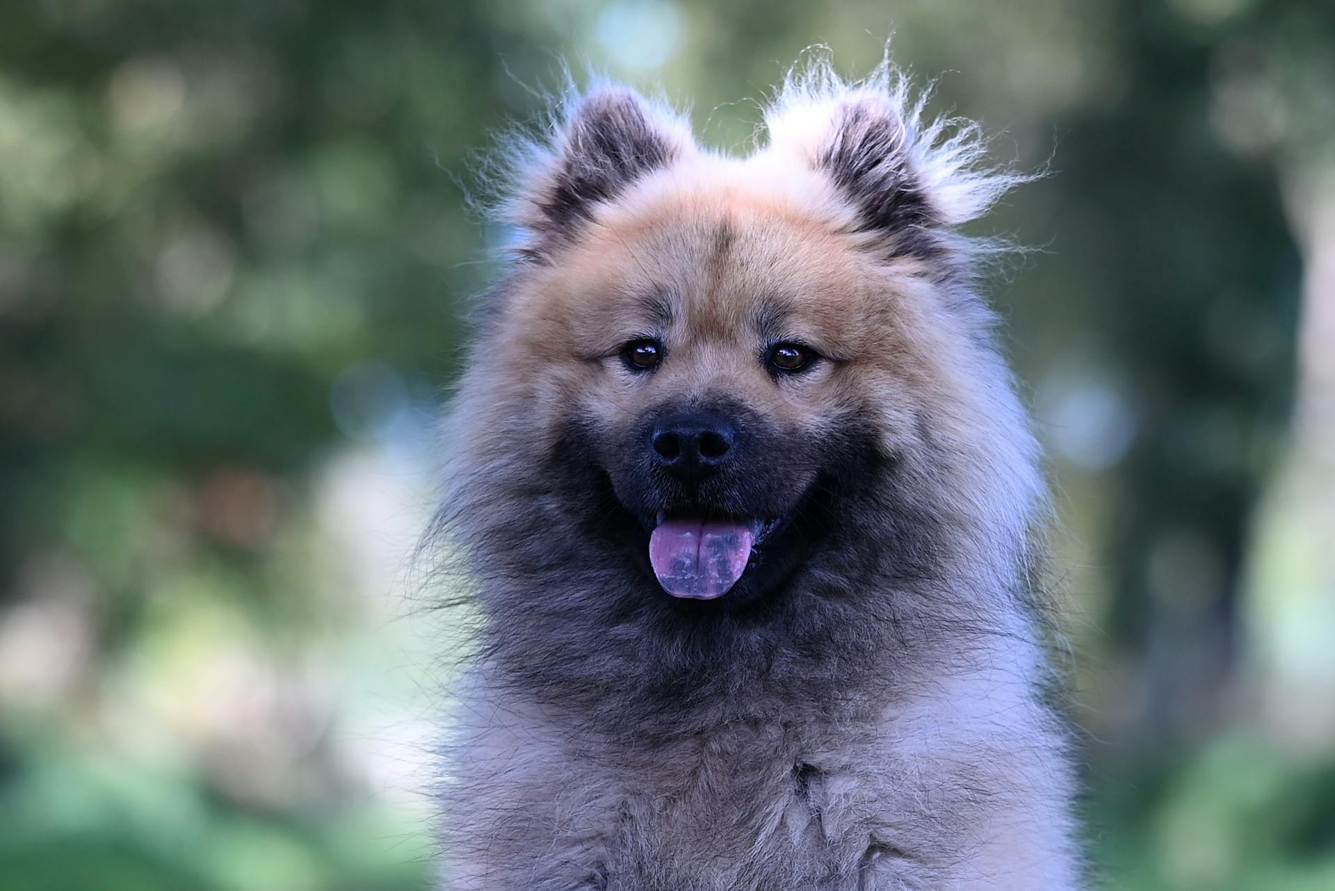 En bedårande Keeshond med fluffig päls som sitter utomhus i en solig, frodig grön bakgrund.