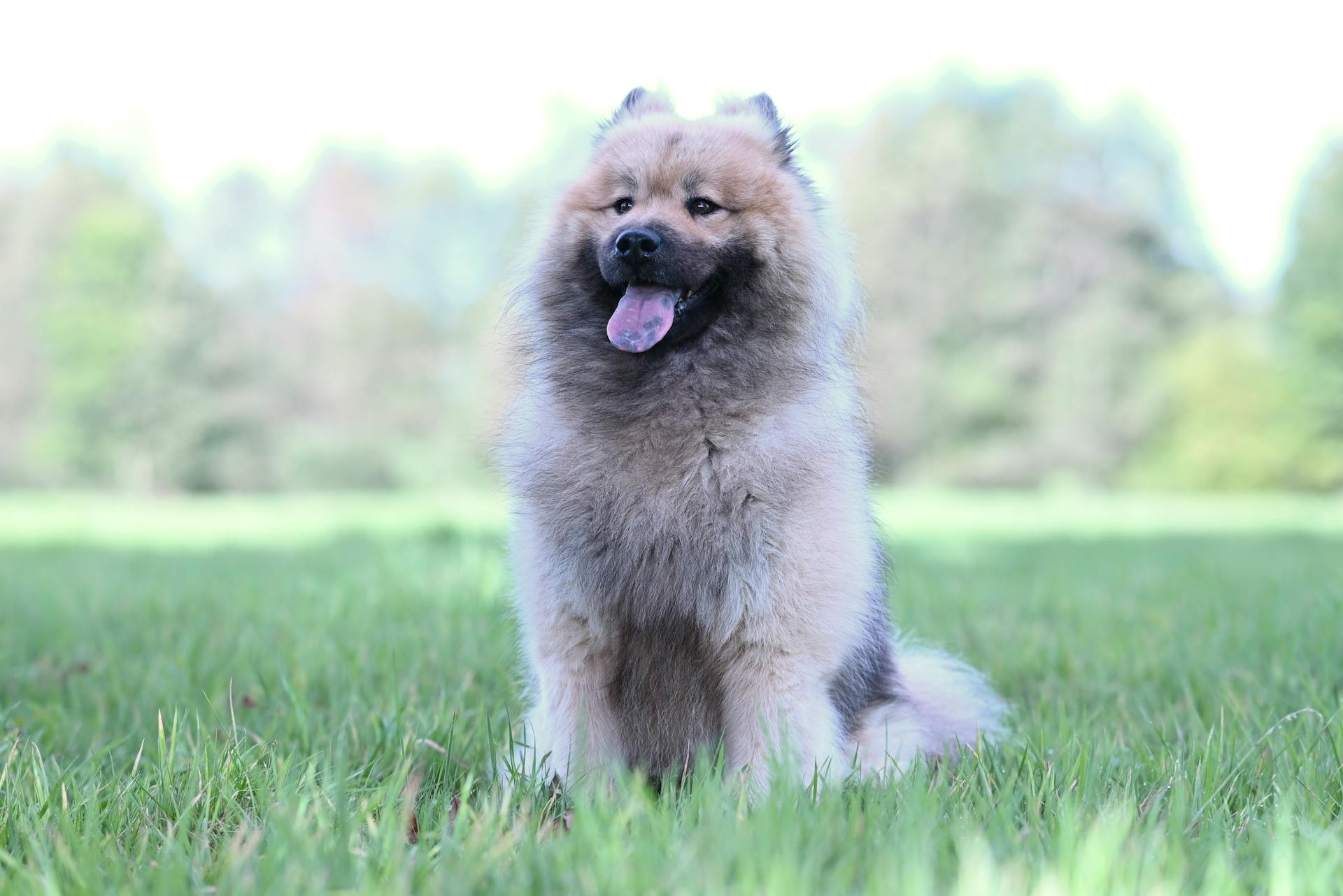 En fluffig Eurasier-hund sitter nöjd på gräset i en solig utomhusmiljö.