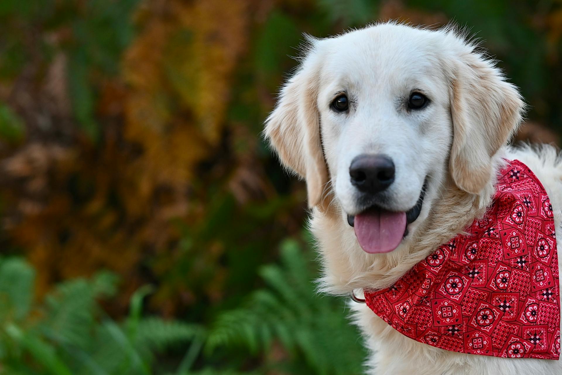 Golden retriever with red bandana, happy outdoors portrait.