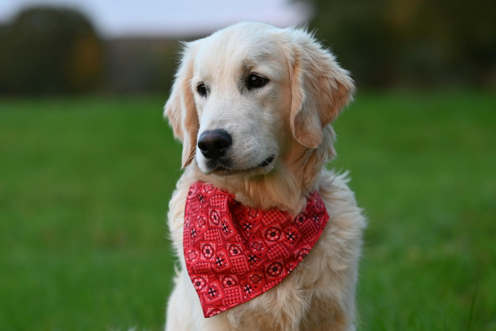 Adorable Golden Retriever wearing a red bandana, sitting on lush green grass.