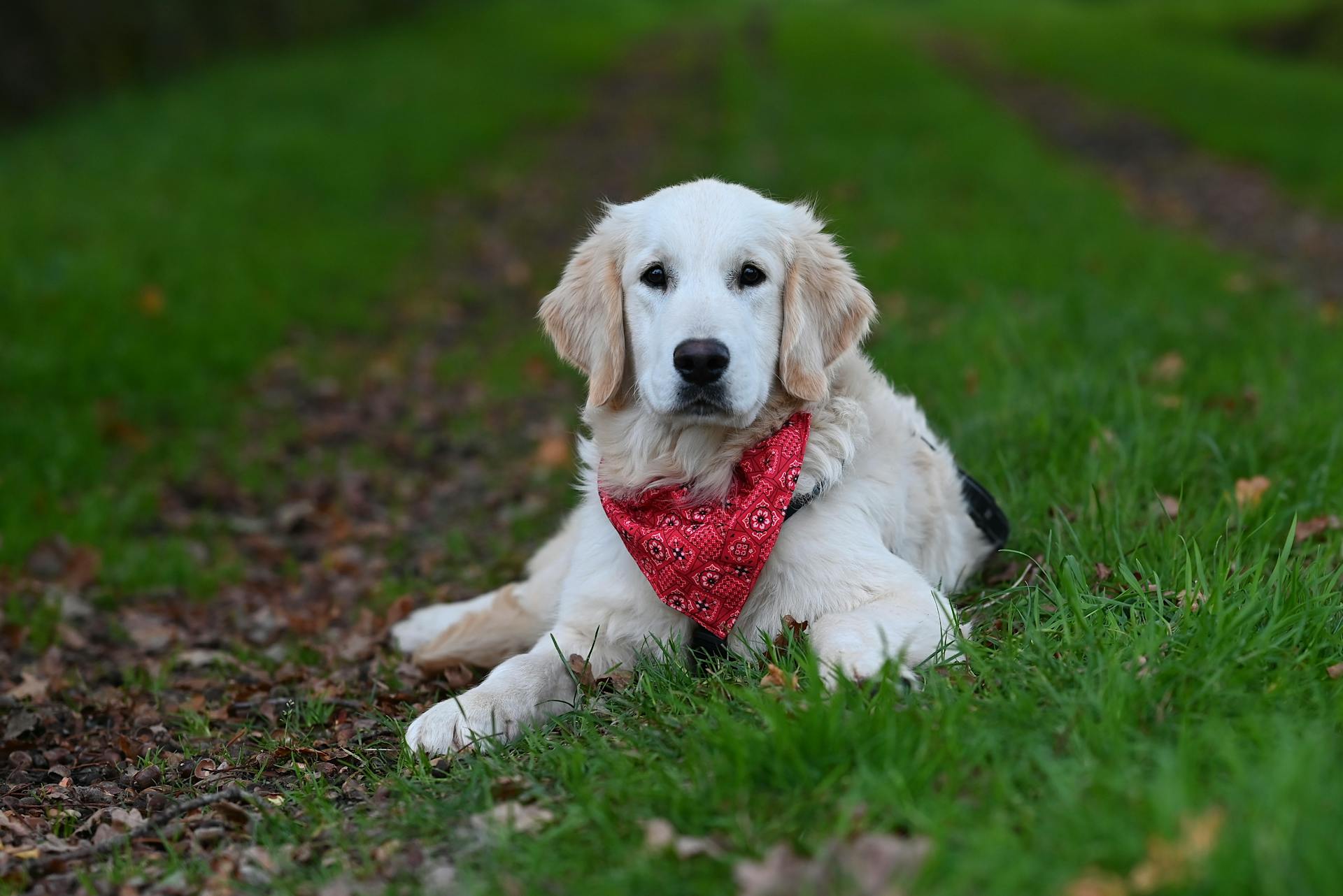 En bedårande golden retrievervalp med röd bandana som ligger ute på grönt gräs.