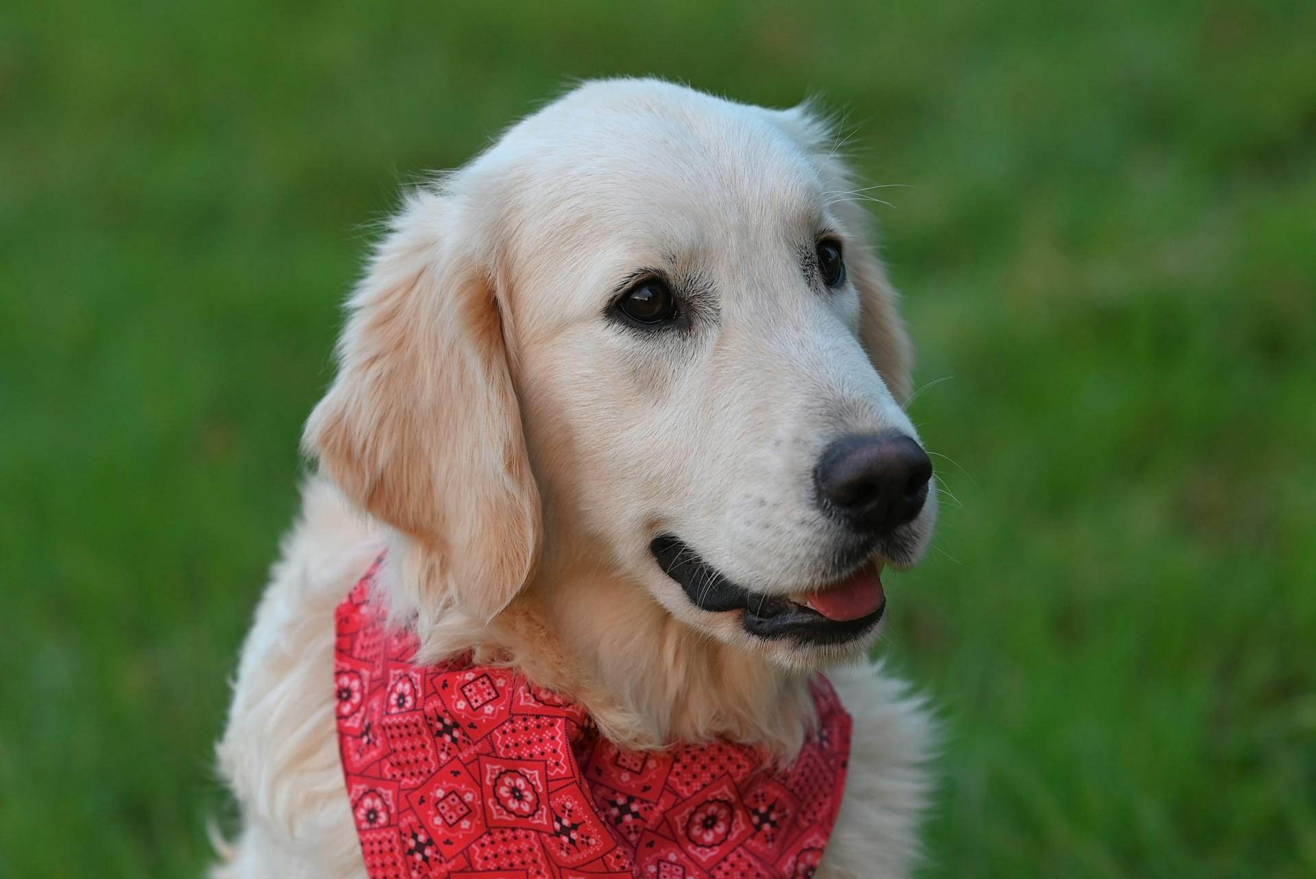 En gullig golden retriever med en röd bandana på gräset.