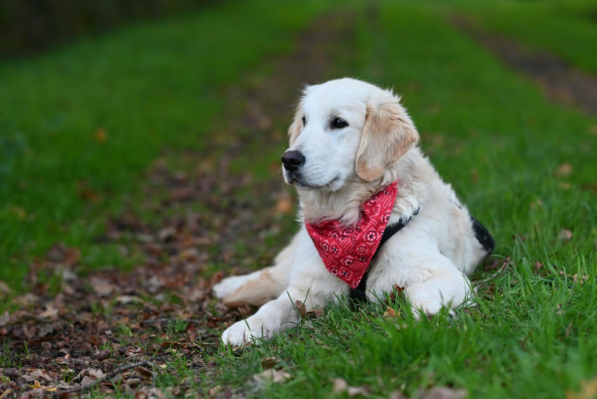 En bedårande golden retriever med en röd bandana som ligger ute på grönt gräs.