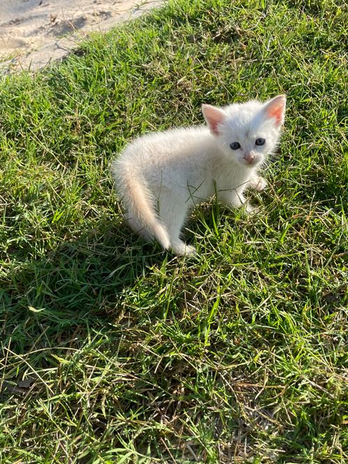 Free Adorable white kitten standing on lush green grass in daylight, outdoors. Stock Photo