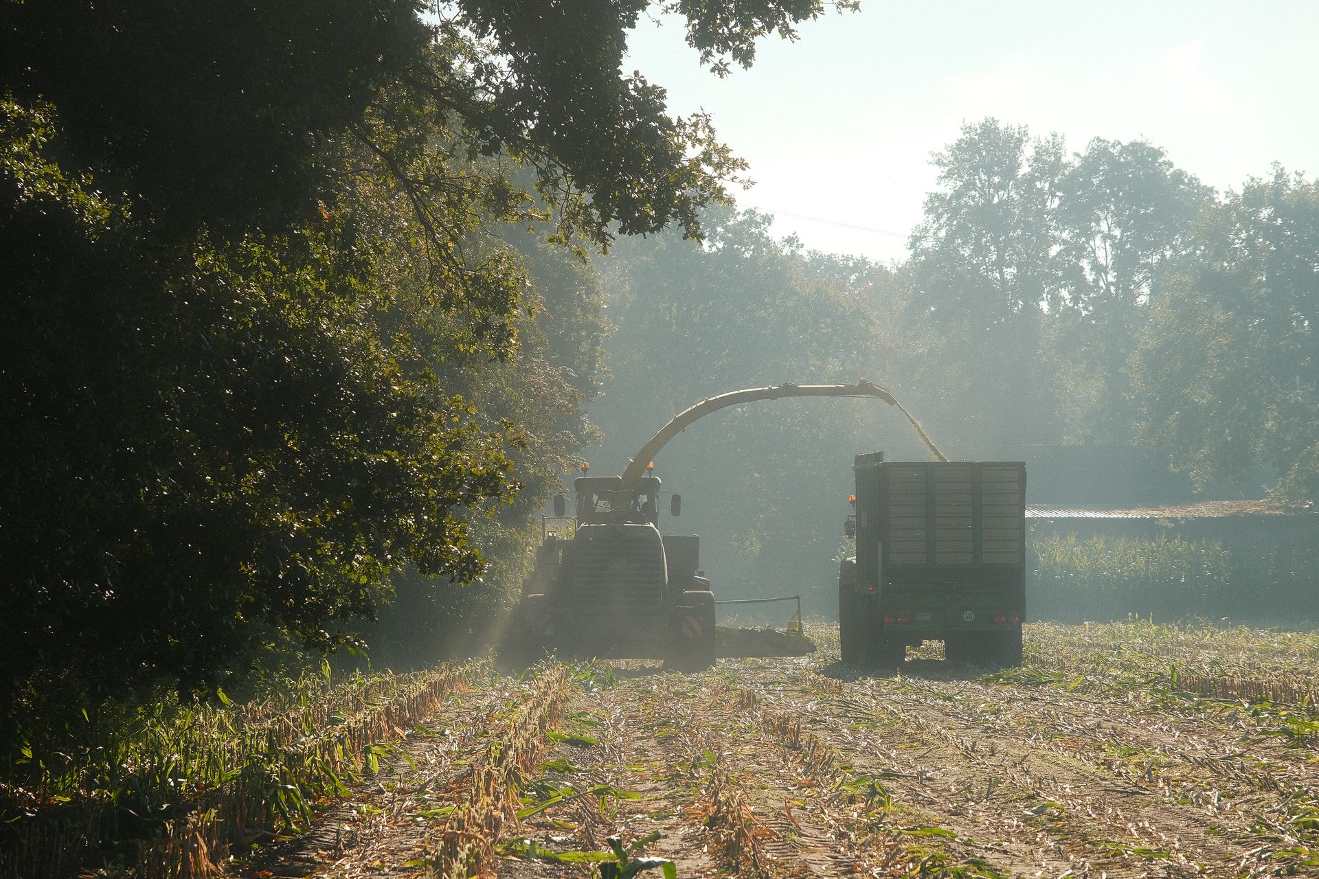 Tractor Harvesting Corn in Misty Morning Field