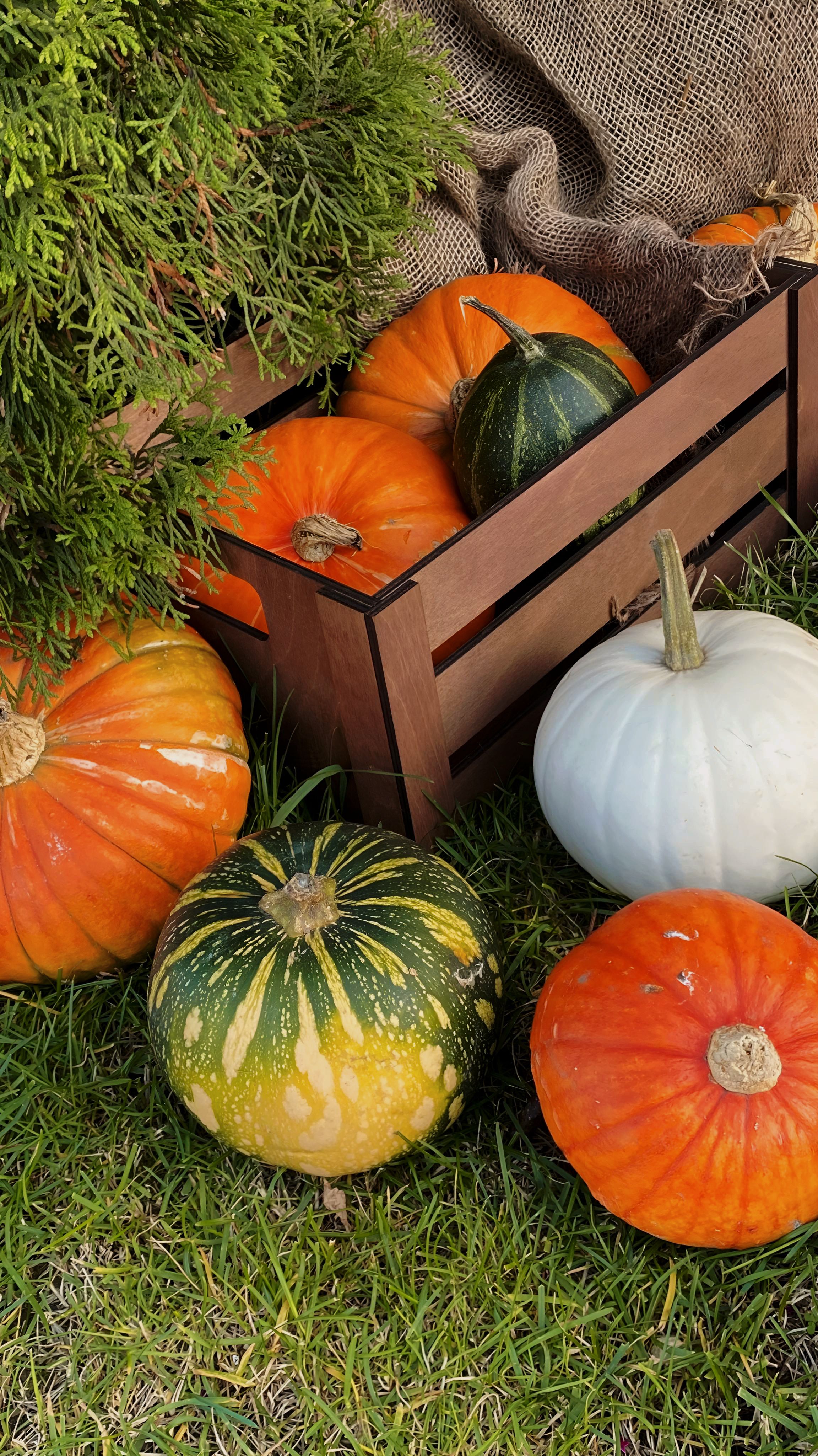 Colorful Autumn Harvest of Diverse Pumpkins · Free Stock Photo