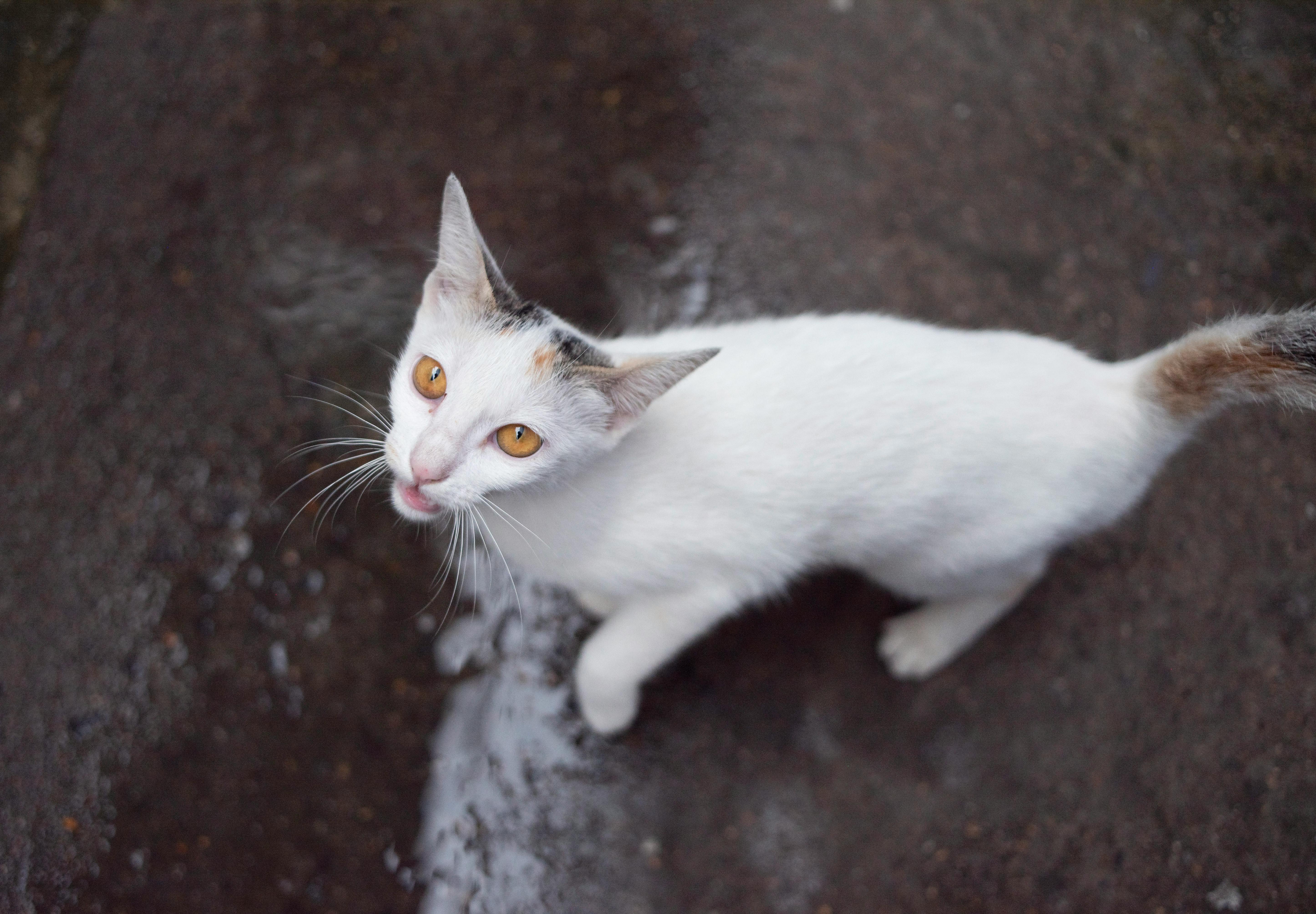 katzenurin entfernen mit natürlichen Mitteln