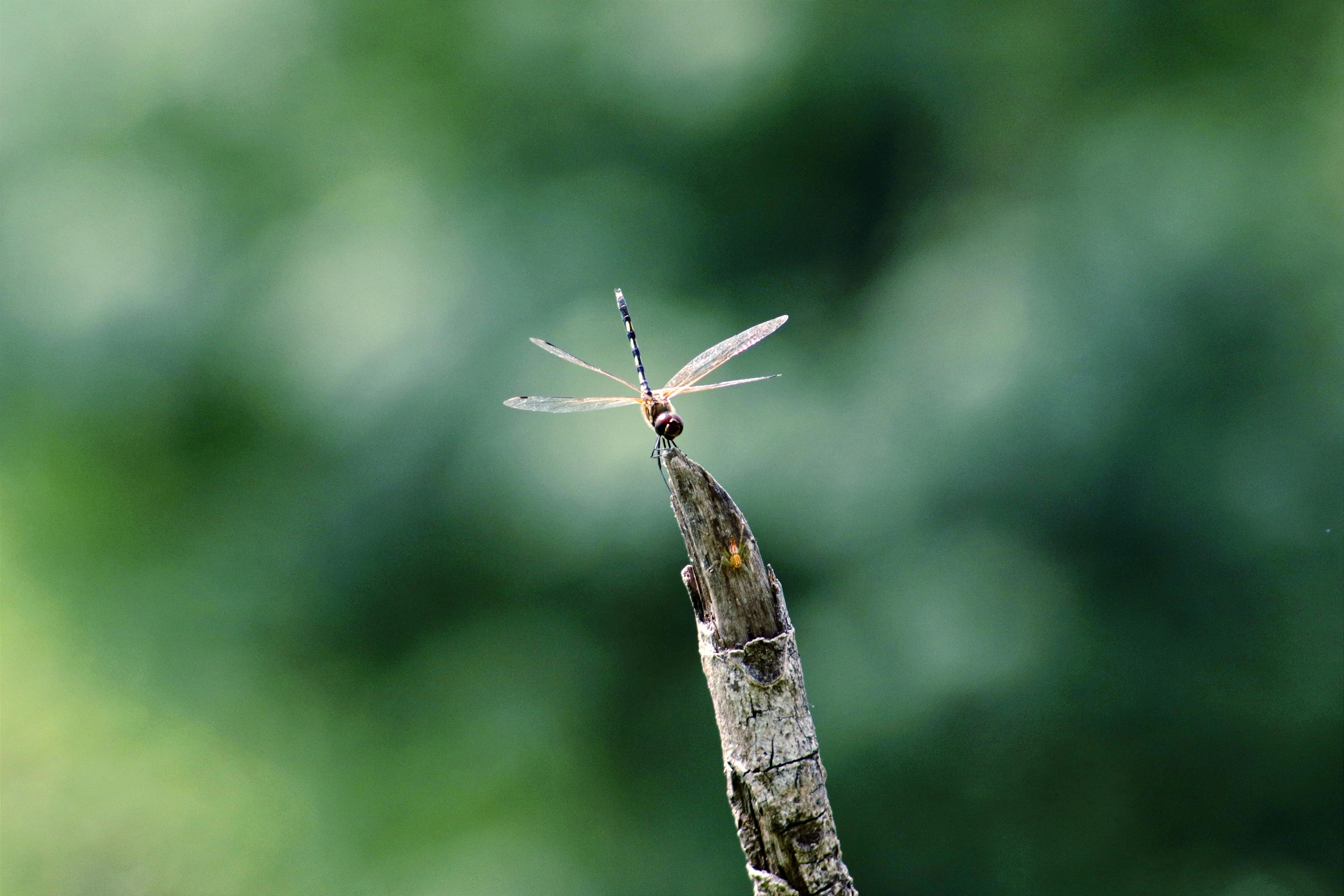 Biodiversity Conservation and Its Impact on Economics