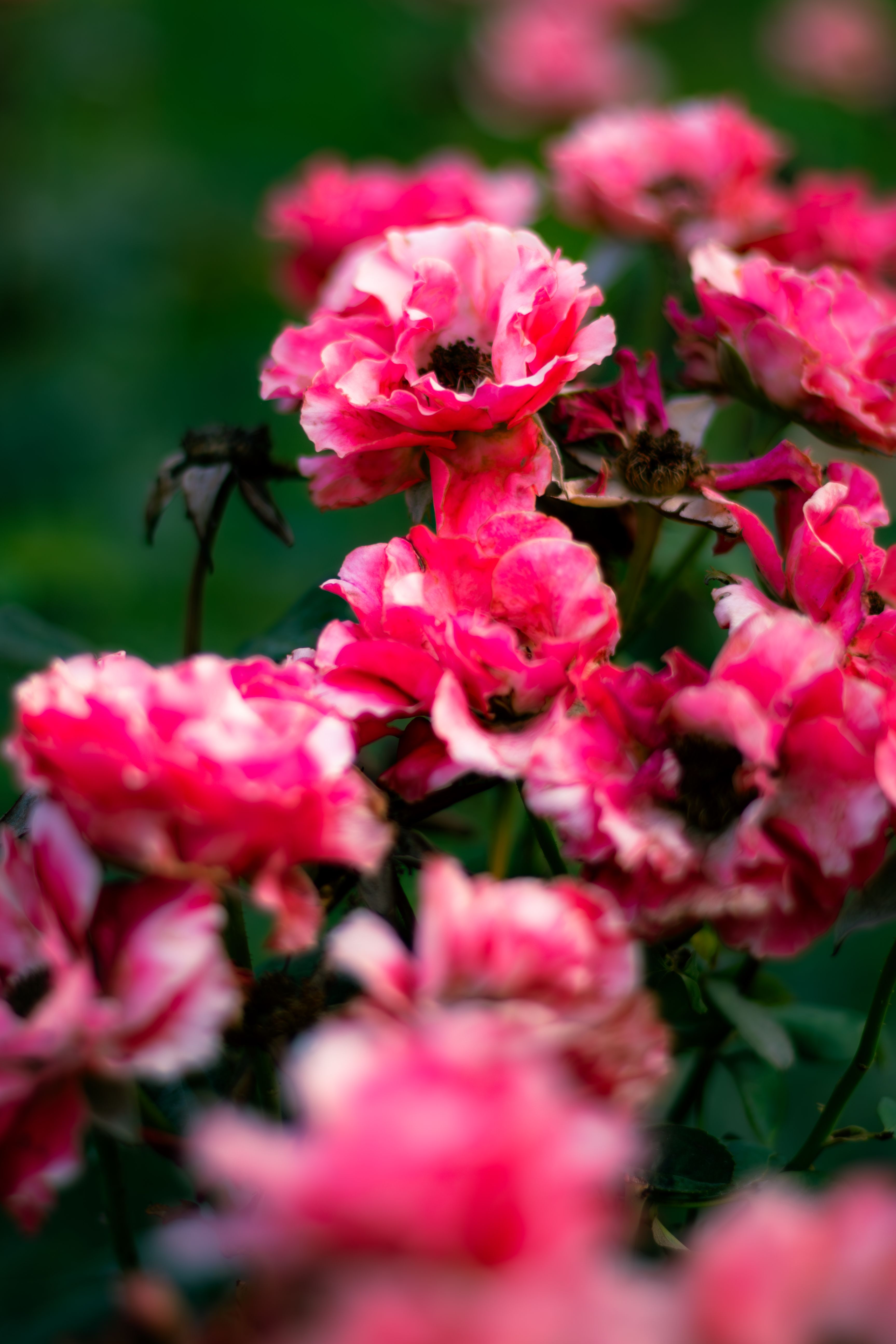 Vibrant Pink Roses in a Lush Garden Setting · Free Stock Photo