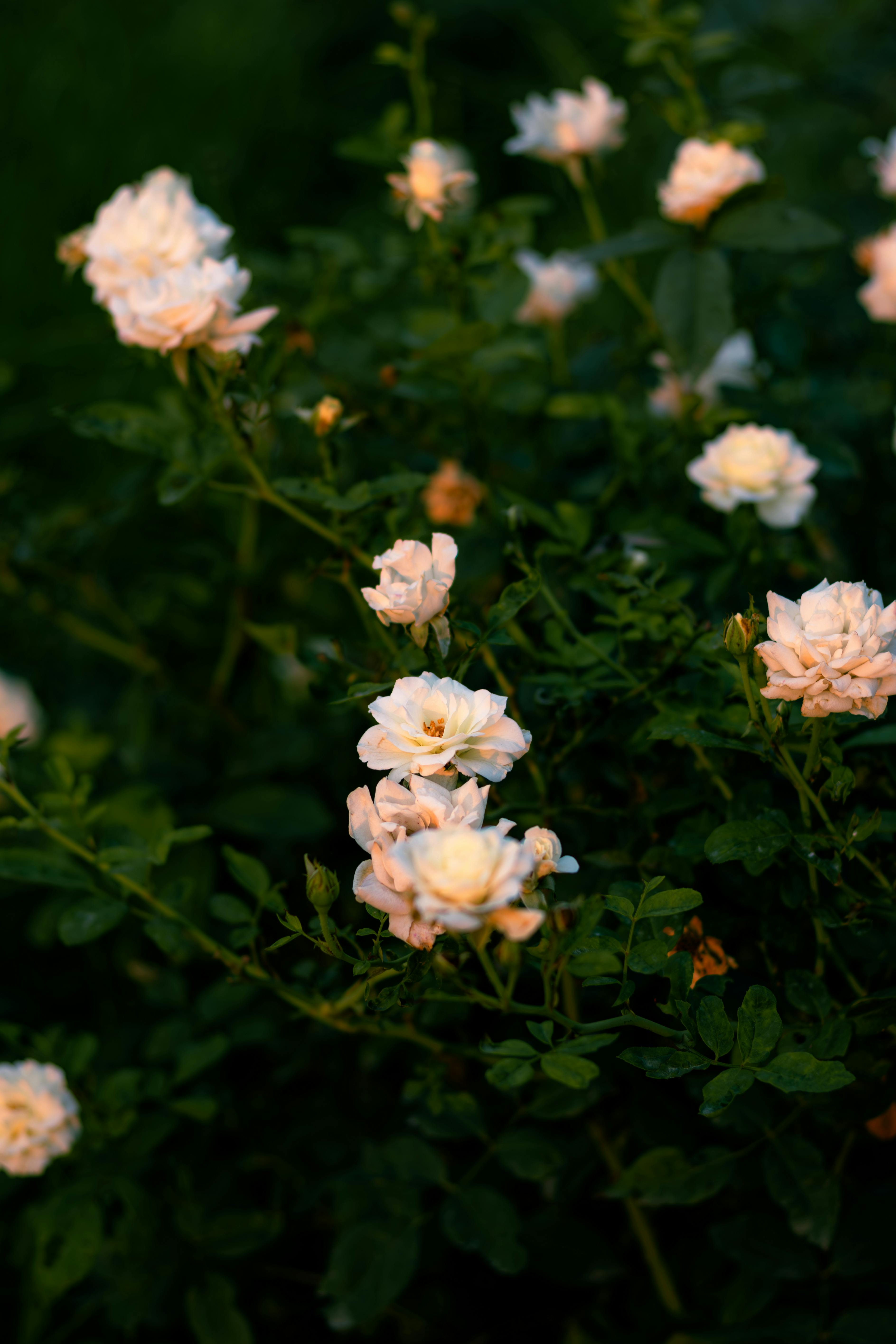 Capture the beauty of blooming white roses in a serene Ludhiana garden setting.