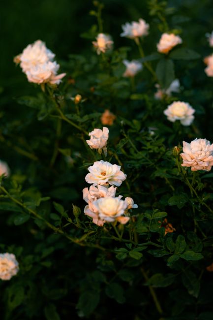 Capture the beauty of blooming white roses in a serene Ludhiana garden setting.