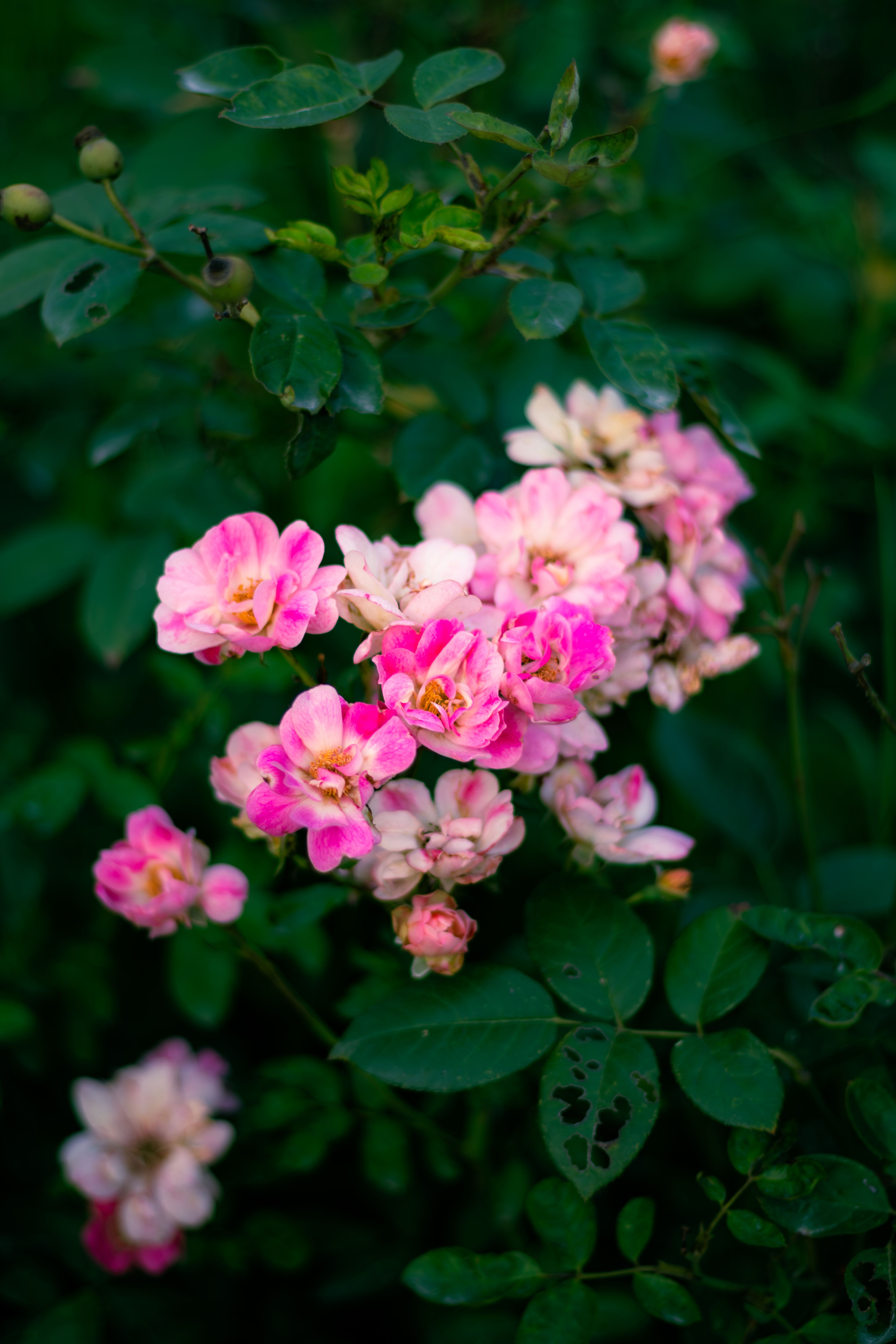 [ColoSach]-capture-of-blooming-pink-roses-amidst-lush-greenery-in-ludhiana,-india,-perfect-for-nature-and-garden-themes.
