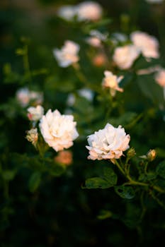 Delicate white roses blooming in a lush garden at sunrise in Ludhiana, Punjab, India.