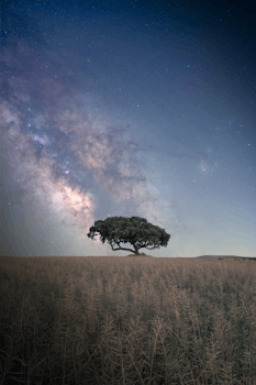 Stunning view of the Milky Way above a lone oak tree on a serene night in Spain.