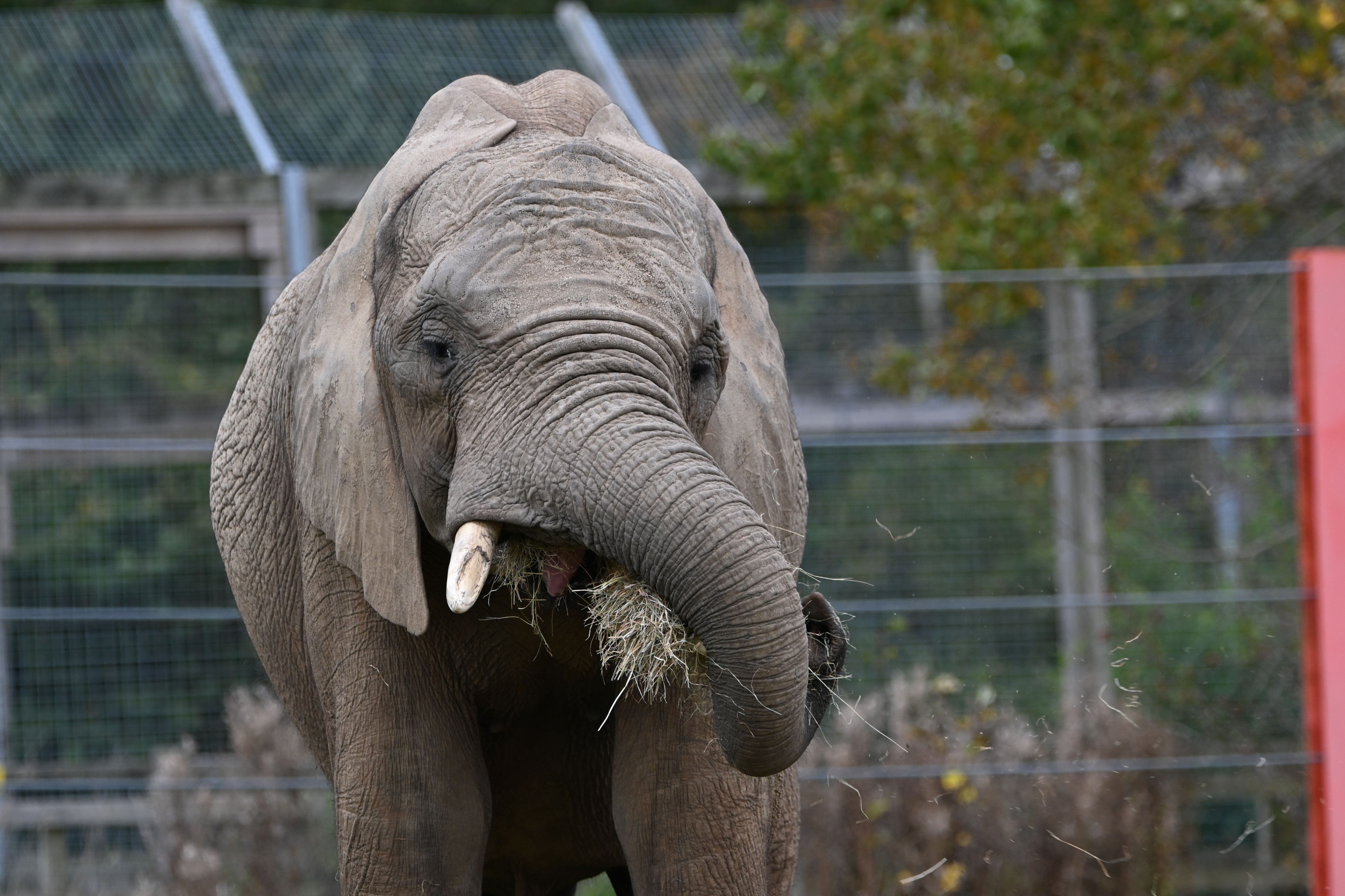 Majestic African elephant eating grass, showcasing its trunk and tusks.