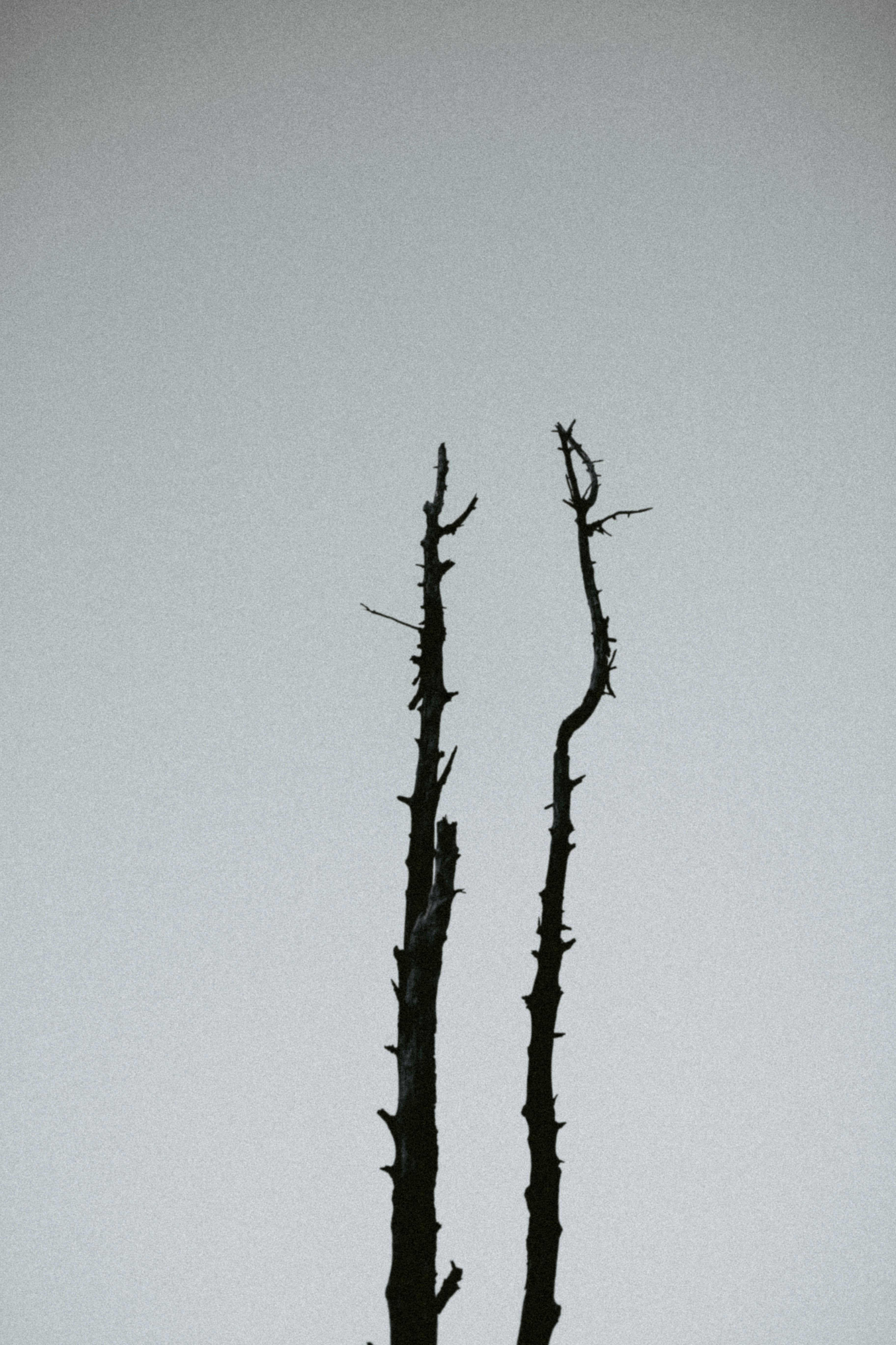 Free Minimalist shot of bare tree branches silhouetted against a clear sky. Stock Photo