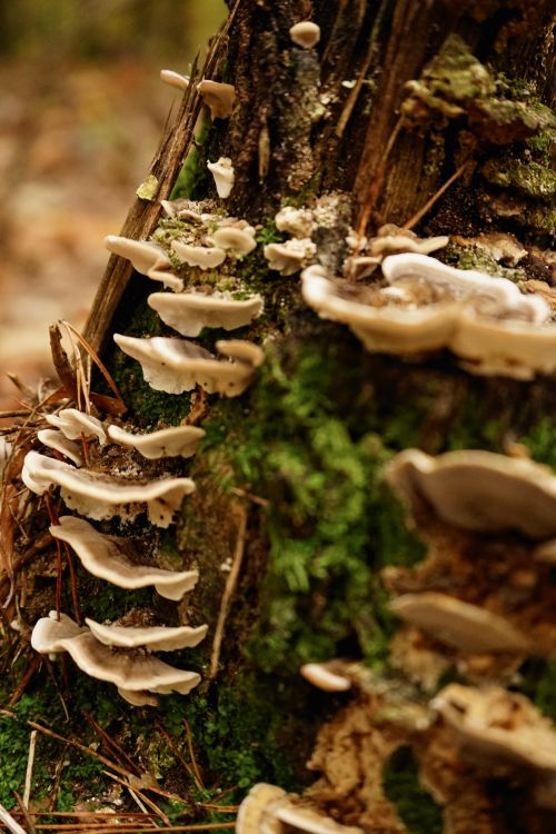 Free Close-up of wild mushrooms growing on a tree trunk in a Berlin forest during autumn. Stock Photo