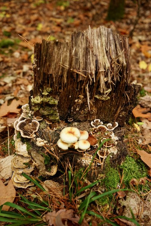 Free Close-up of mushrooms and fungi on a tree stump in Berlin forest during autumn. Stock Photo