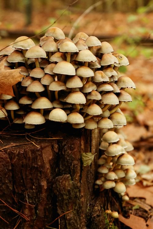 Free Autumnal mushroom cluster growing on a tree stump in Berlin, Germany forest. Stock Photo