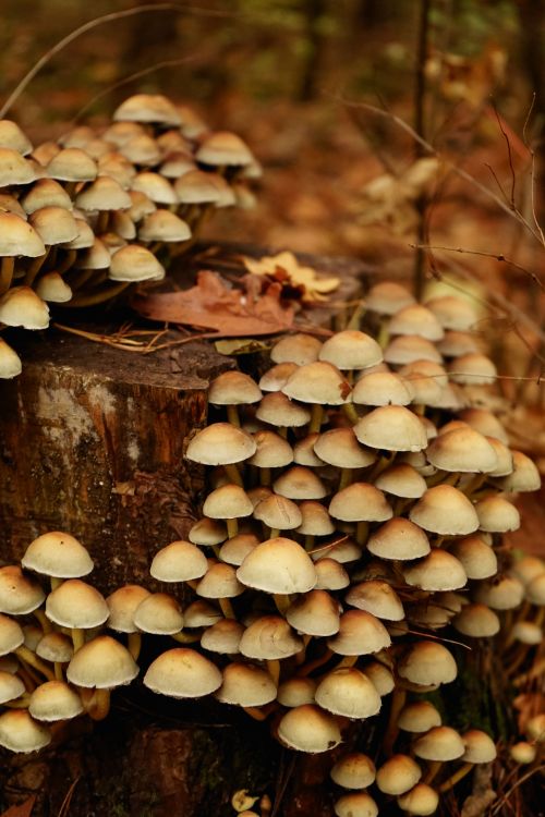 Free Close-up of a vibrant mushroom cluster on a tree stump in Berlin forest during fall. Stock Photo
