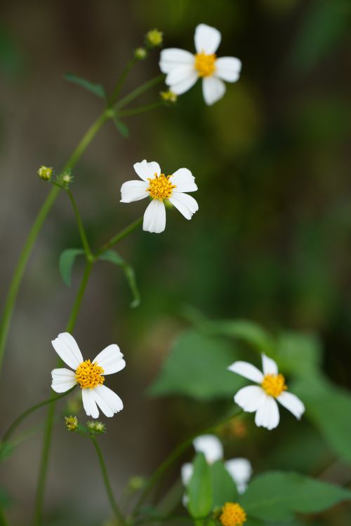 Free Close-up of small white daisy flowers with yellow centers thriving in a lush, green environment. Stock Photo