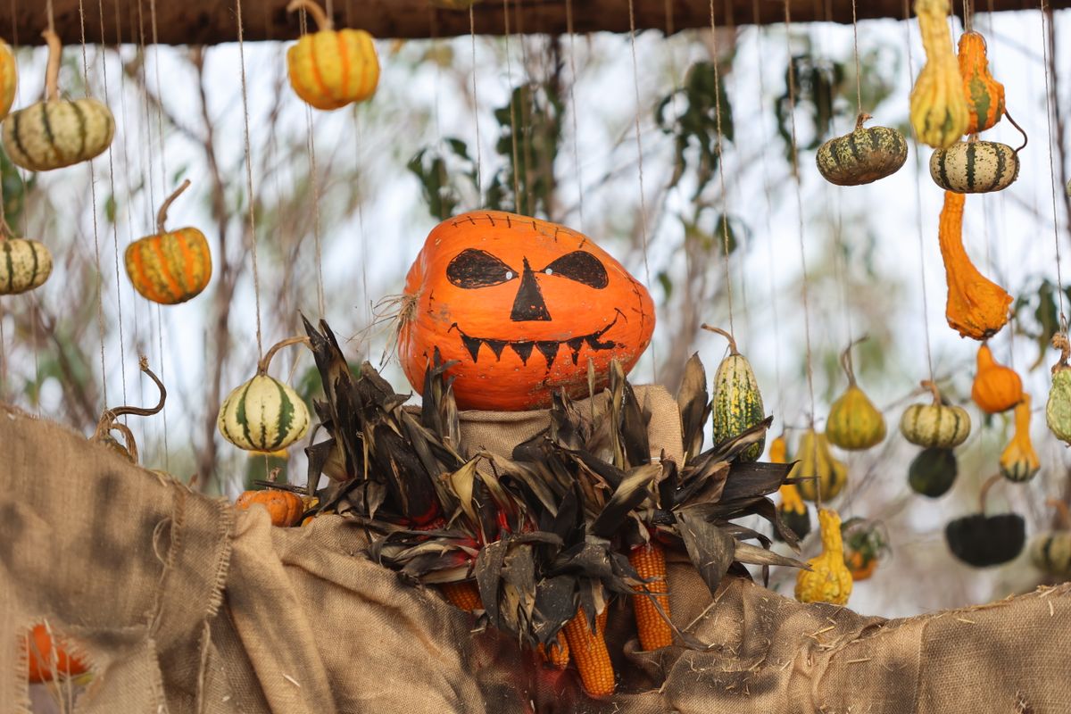 Scarecrow with a pumpkin head among gourds