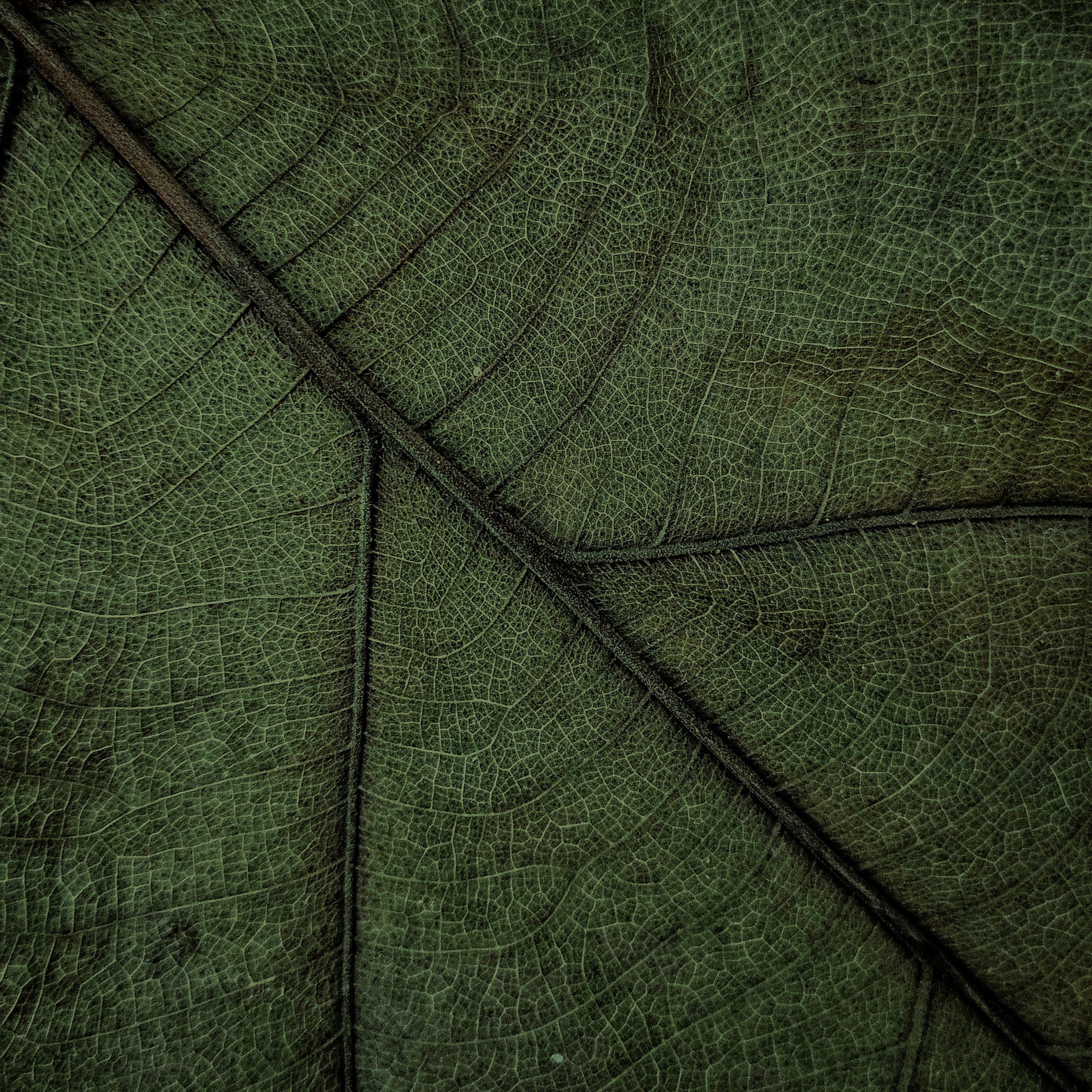 Detailed Macro Shot of a Leaf Vein Pattern · Free Stock Photo