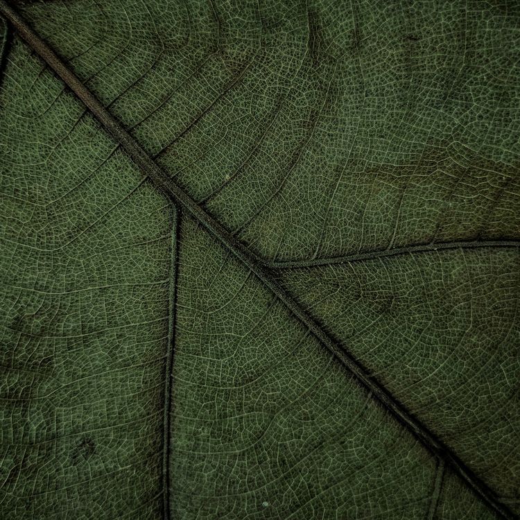 Detailed Macro Shot of a Leaf Vein Pattern · Free Stock Photo