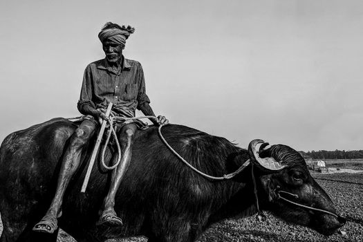 A farmer riding his buffalo
