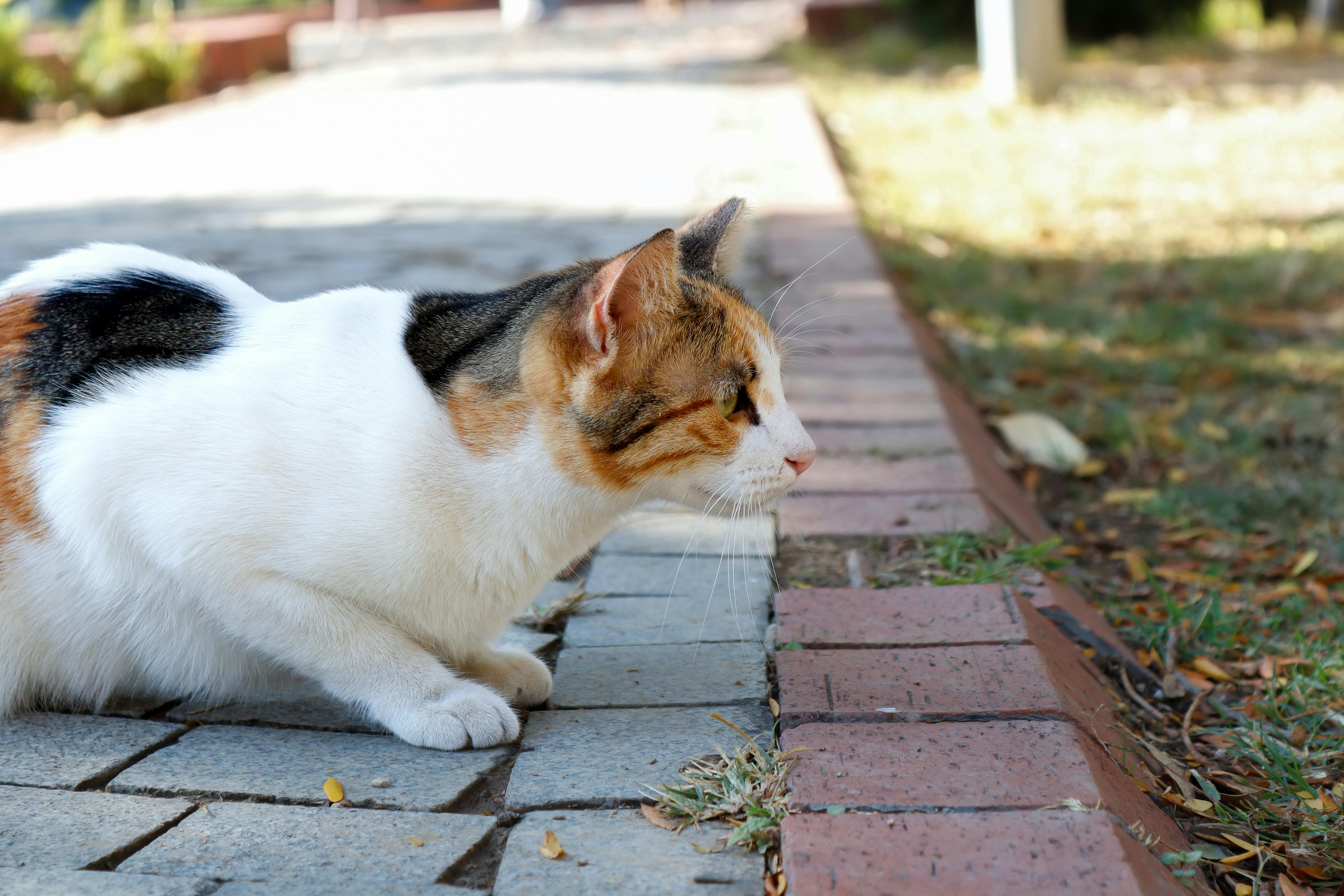 Katze mit Katzentoilette