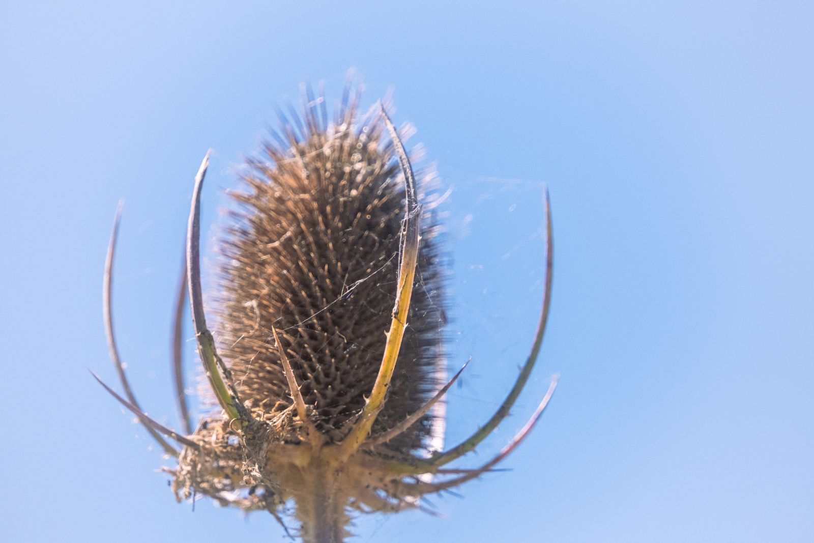 Portrait naturel