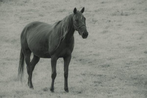 Cheval