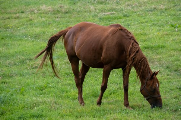 Cheval
