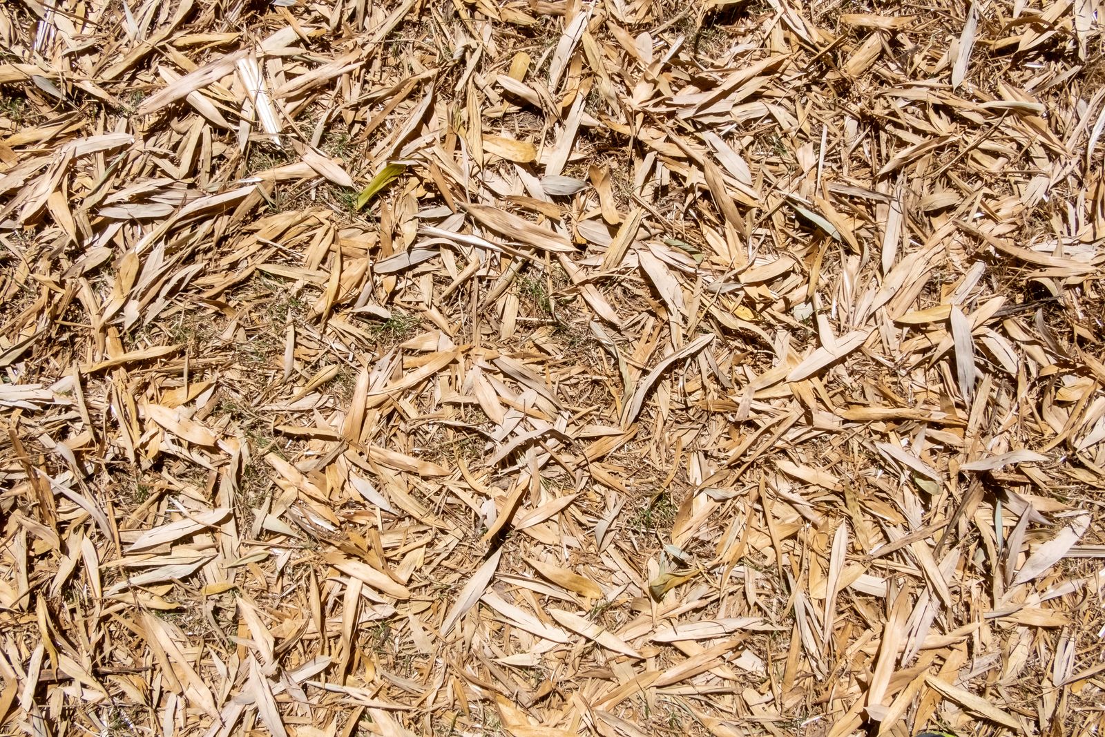 Tapis