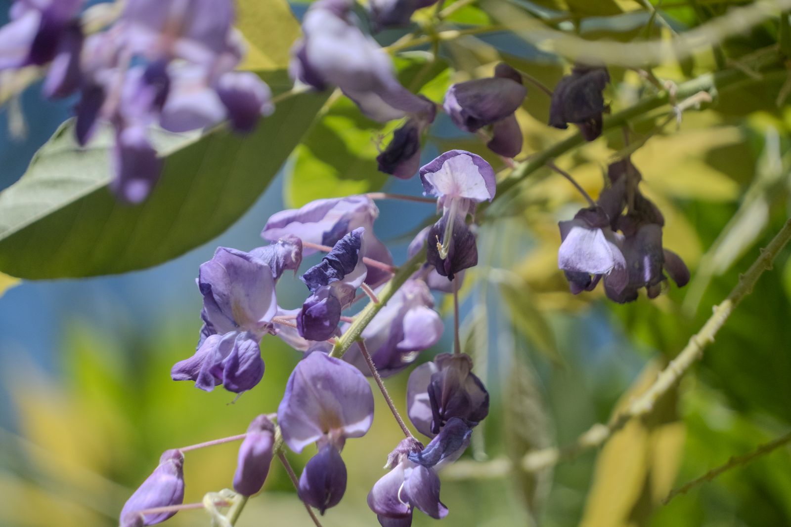 Violette