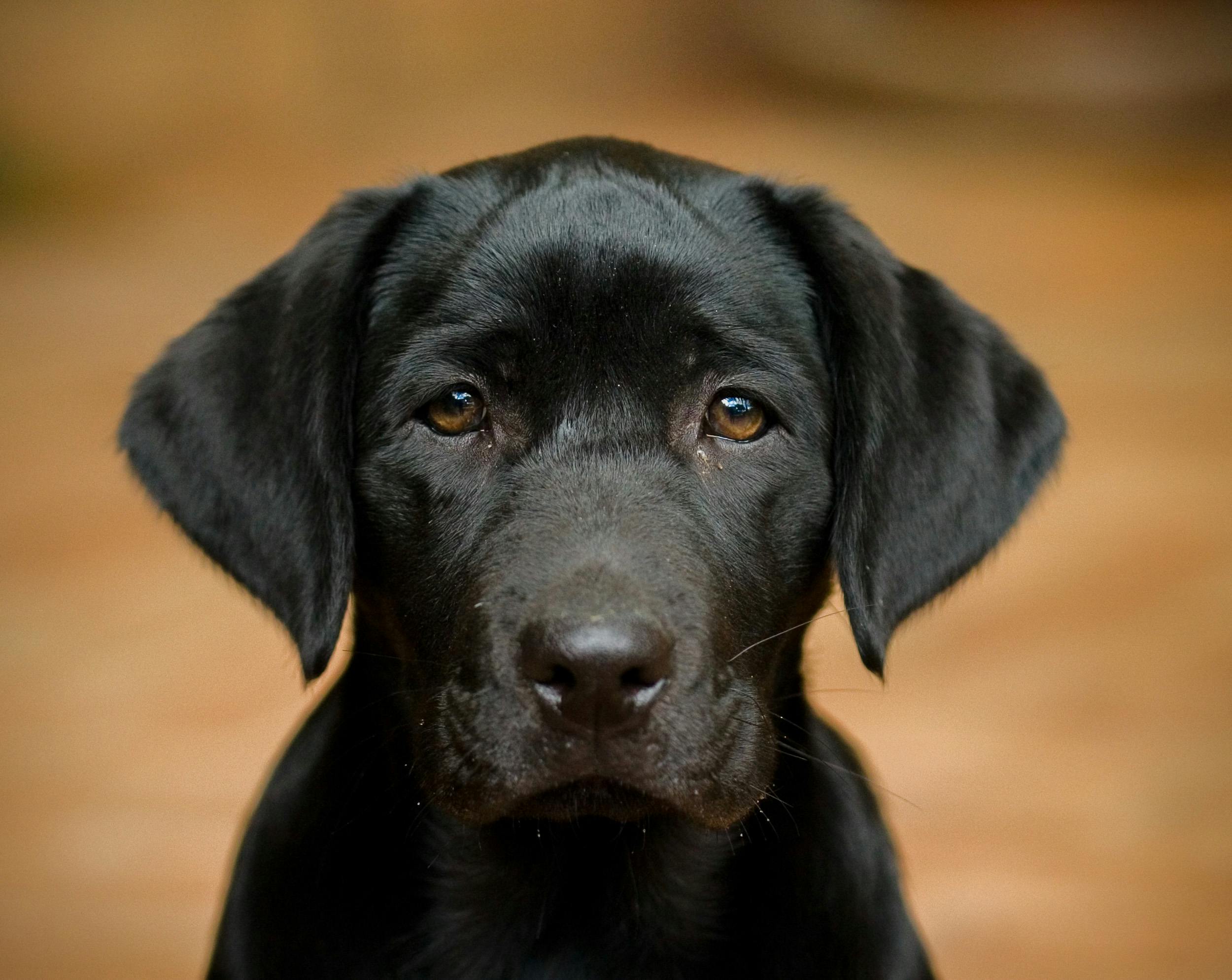 close up portrait of a black labrador retriever