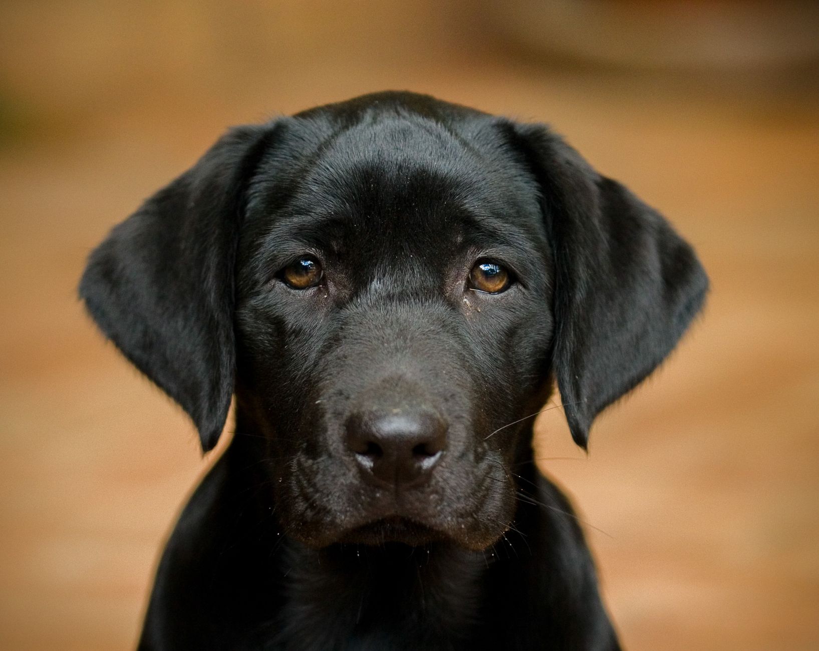 Veterinary care for a dog