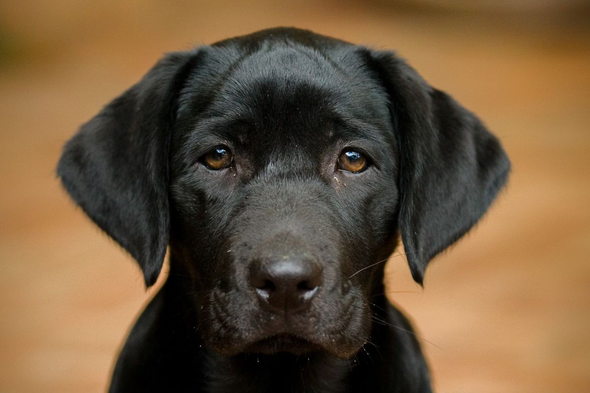 Diabète du chien : signes et prise en charge - 5. Traitement : comment soigner un chien diabétique ?