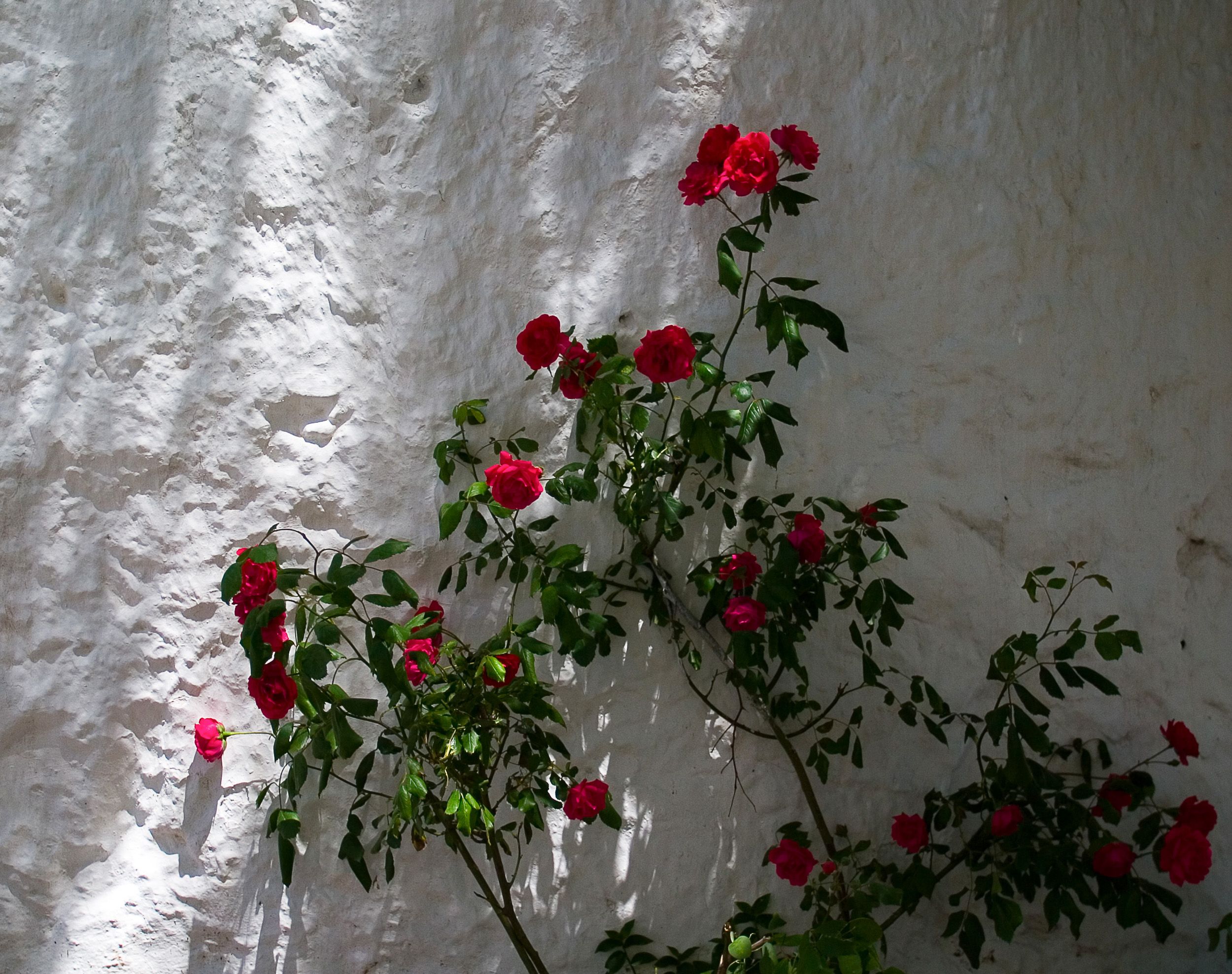 Red Roses Against White Wall in Andalucía · Free Stock Photo
